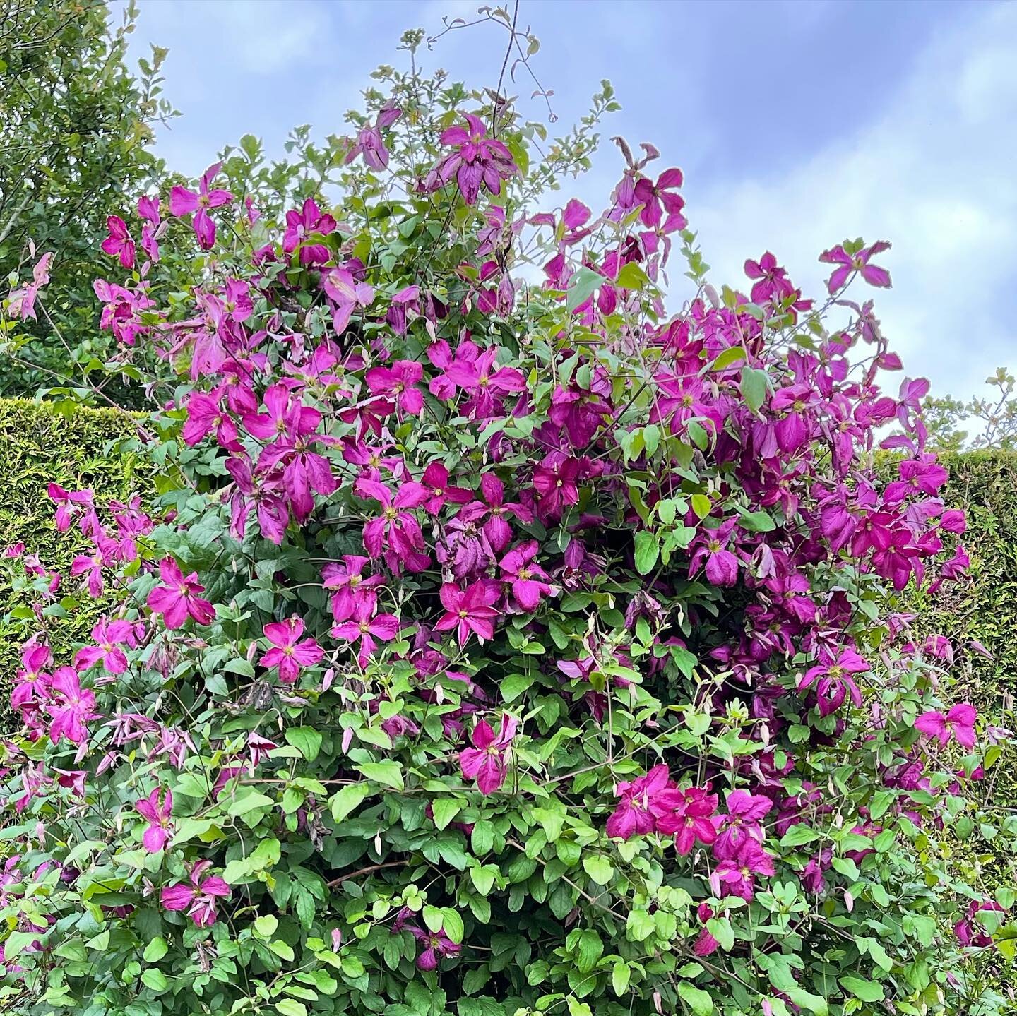 This big guy is hands down the largest, toughest most floriferous clematis we have here
🌸
Planted in 2009, it&rsquo;s around 10ft high (see other pics), it swamps its huge iron tripod, and usually all its neighbours, so I hacked out half of it in sp