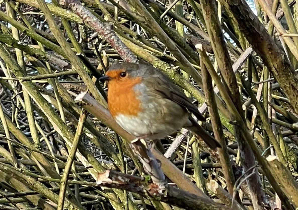 To Feed or Not To Feed - That is the Question