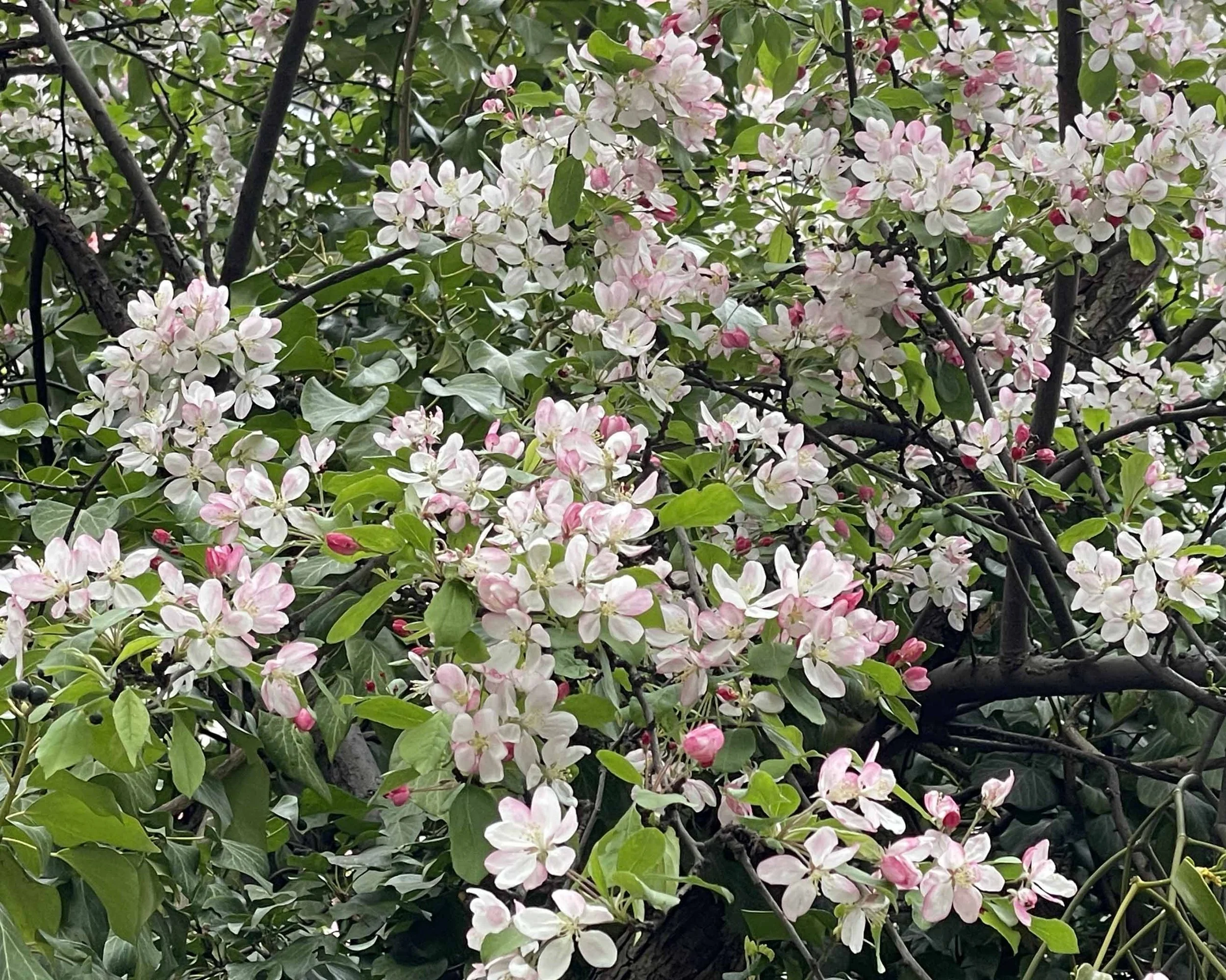 Bloomin’ Marvellous