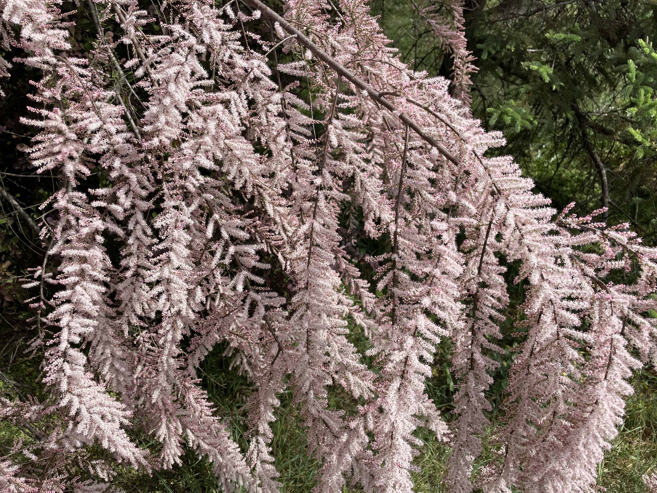 A Shout-Out for Flowering Shrubs