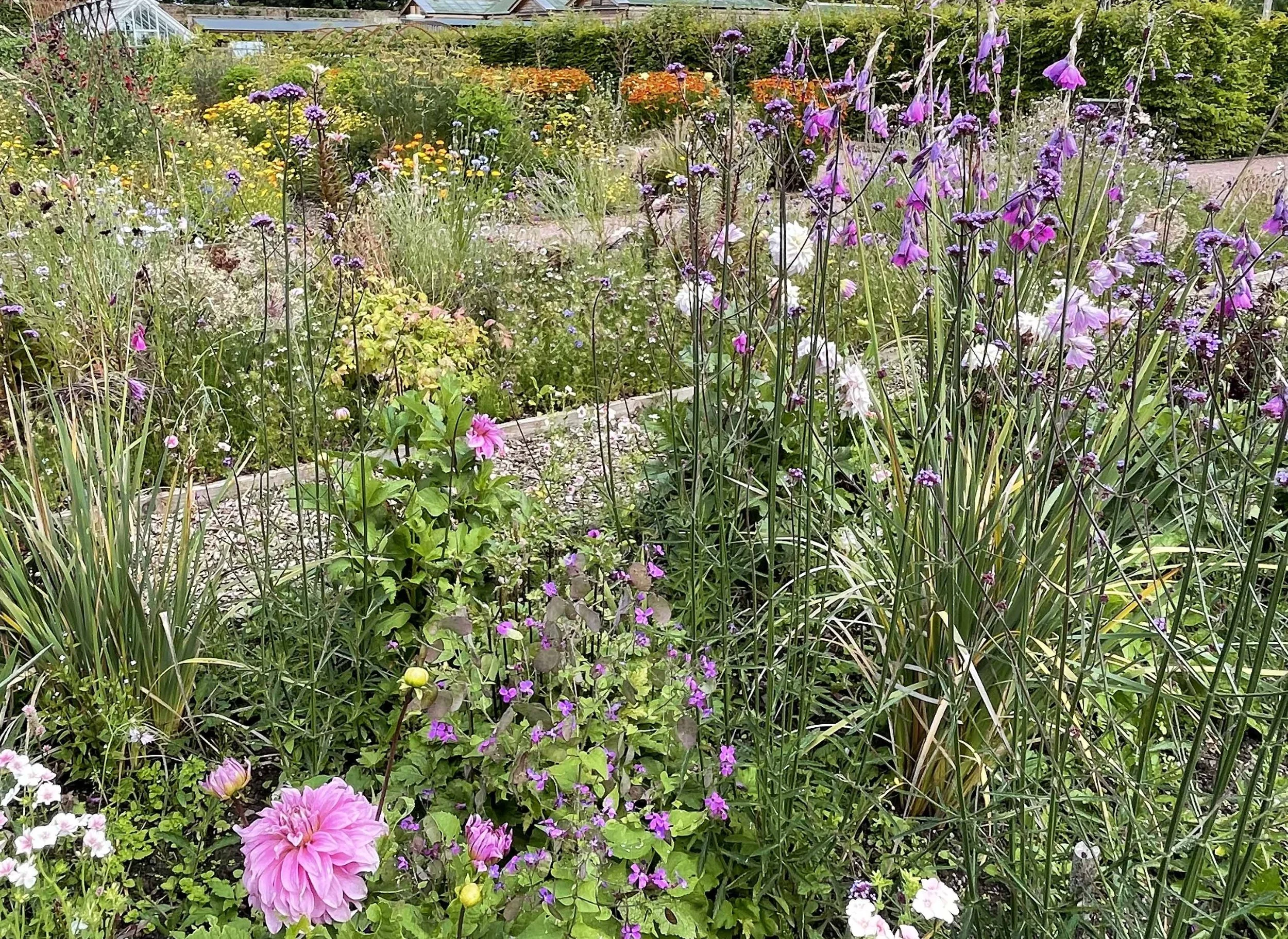 Flower Colours - Be Daring - Any Colour Goes