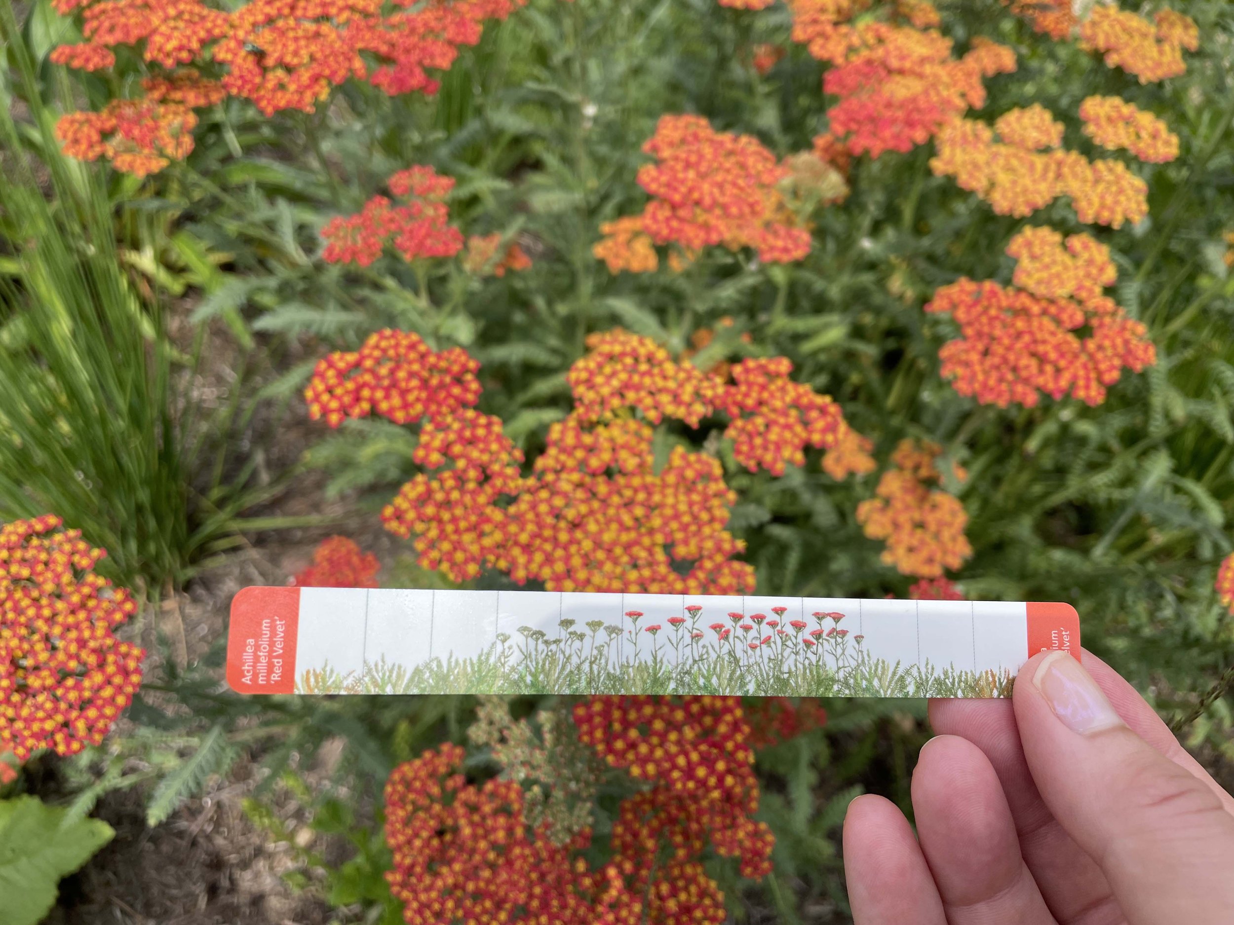 Achillea millefolium ‘Red Velvet