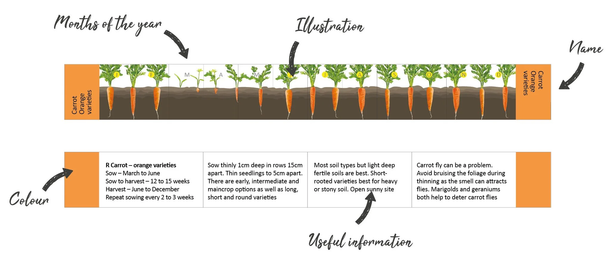 A diagram illustrating the growth stages of carrot plants from seed to mature vegetable, with labels for months, illustration, and notes on planting, soil preferences, and pest prevention.