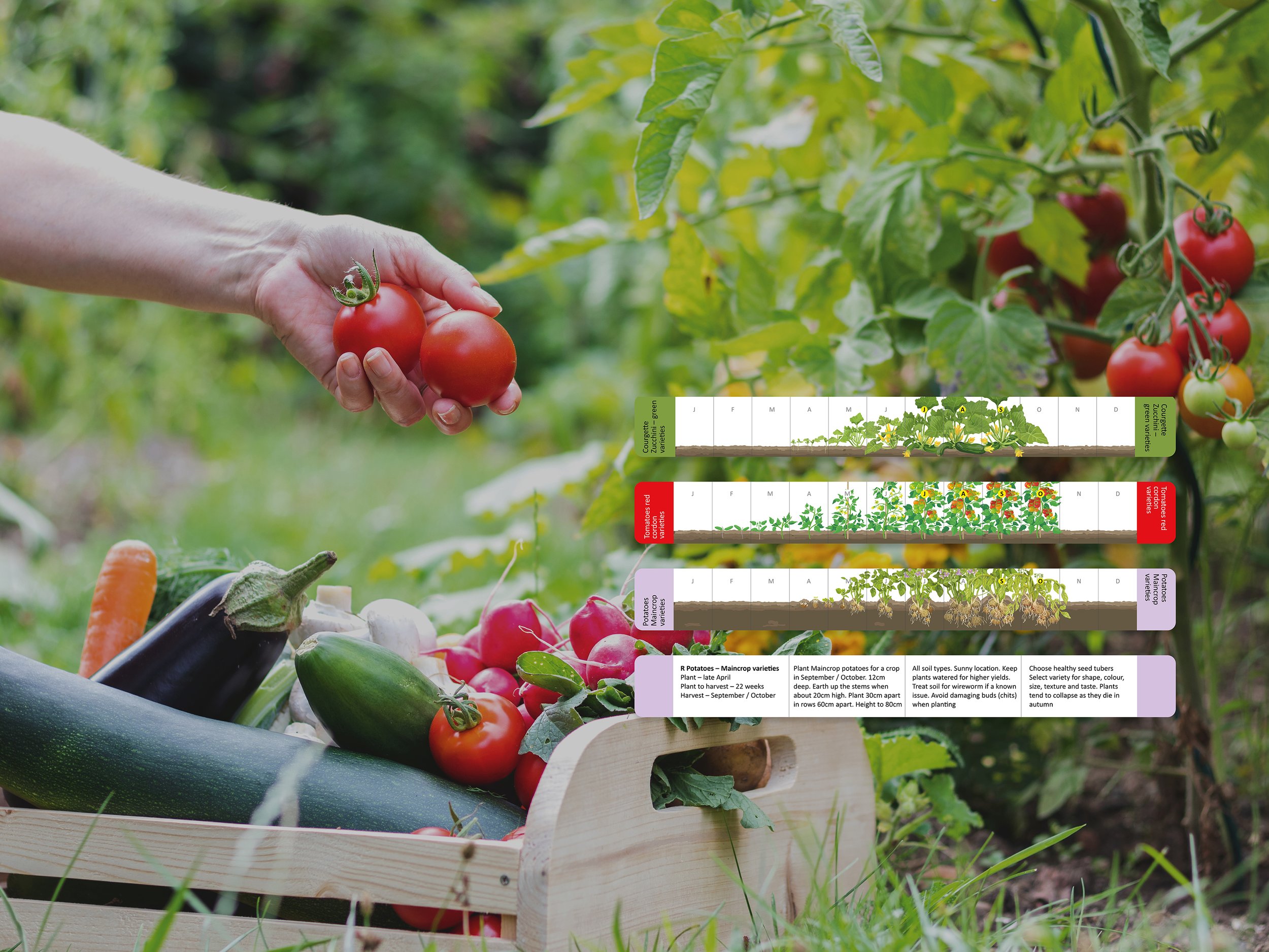 Vegetable growing guides on a picture of delicious home grown vegetables