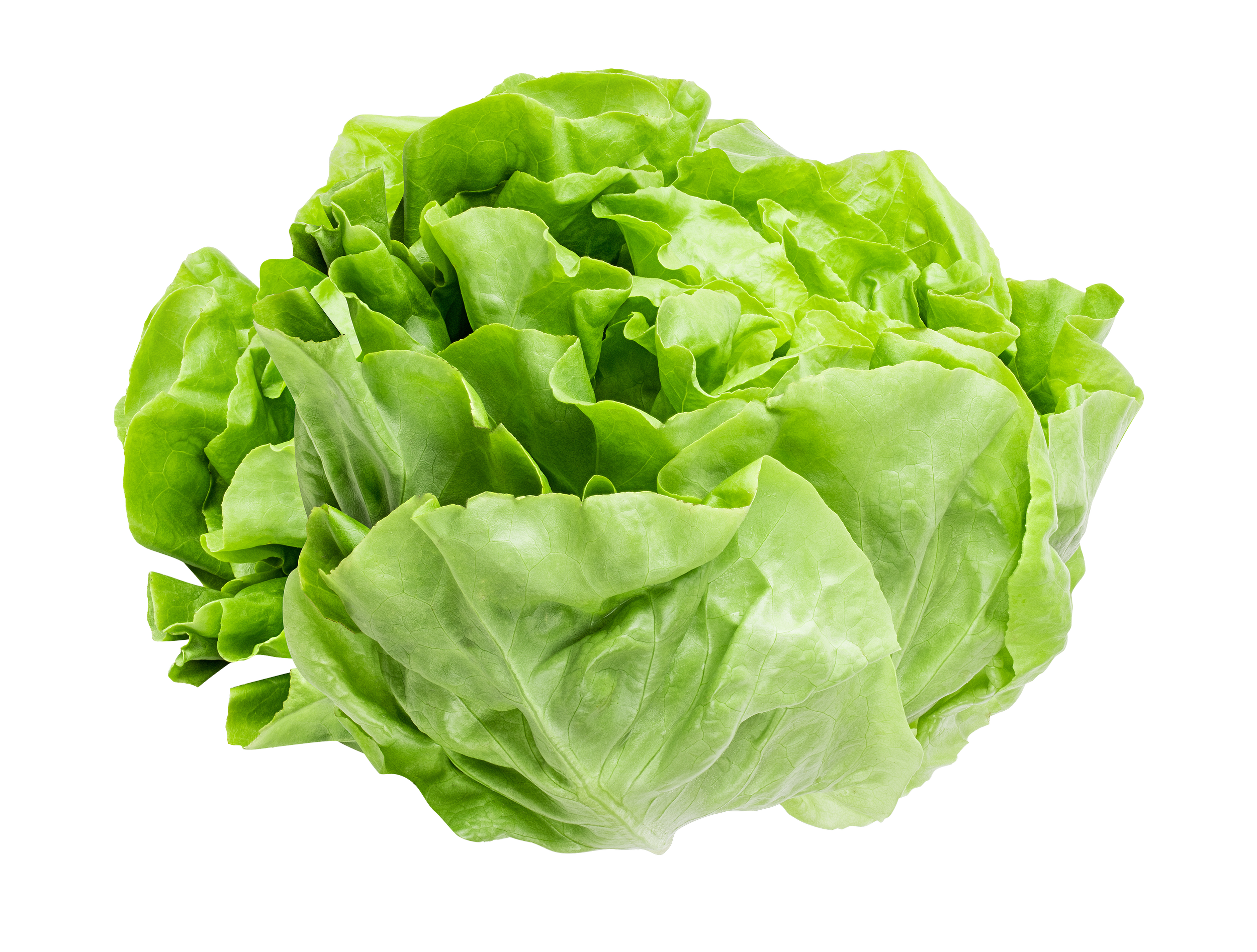 Close-up of fresh, green lettuce with a reflective surface.