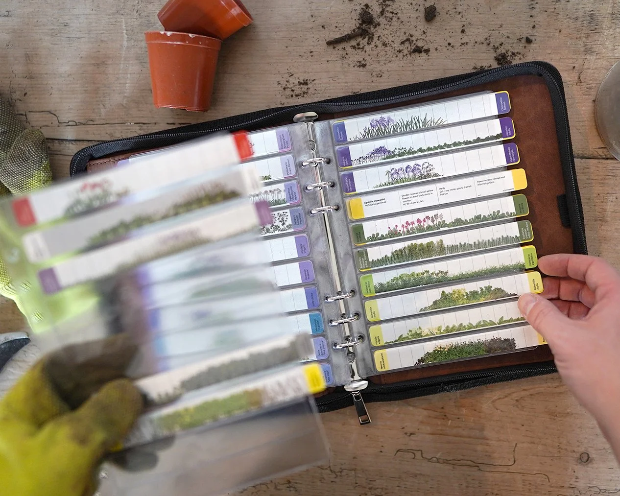 Choosing garden plants
