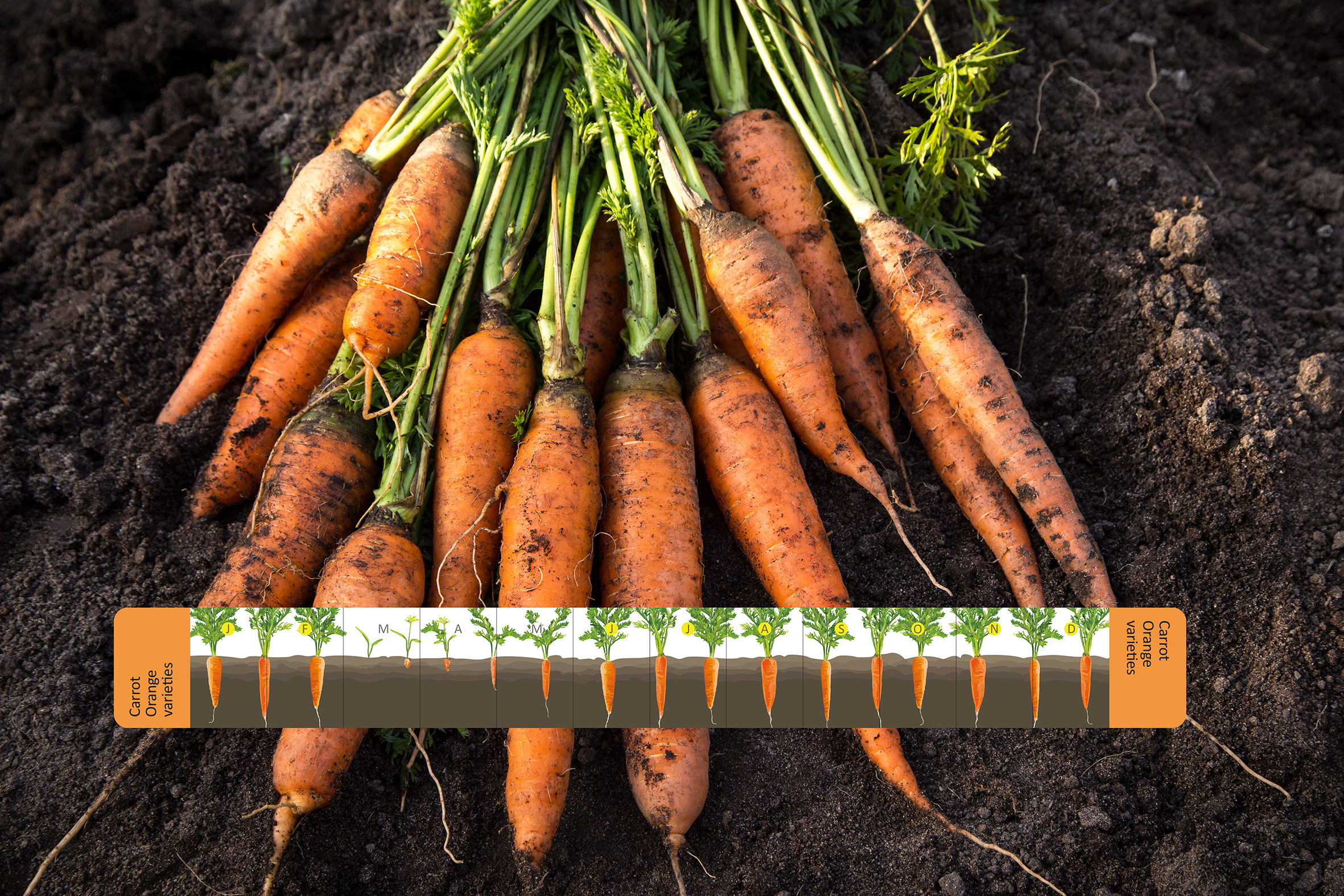 Grow your own carrots at home