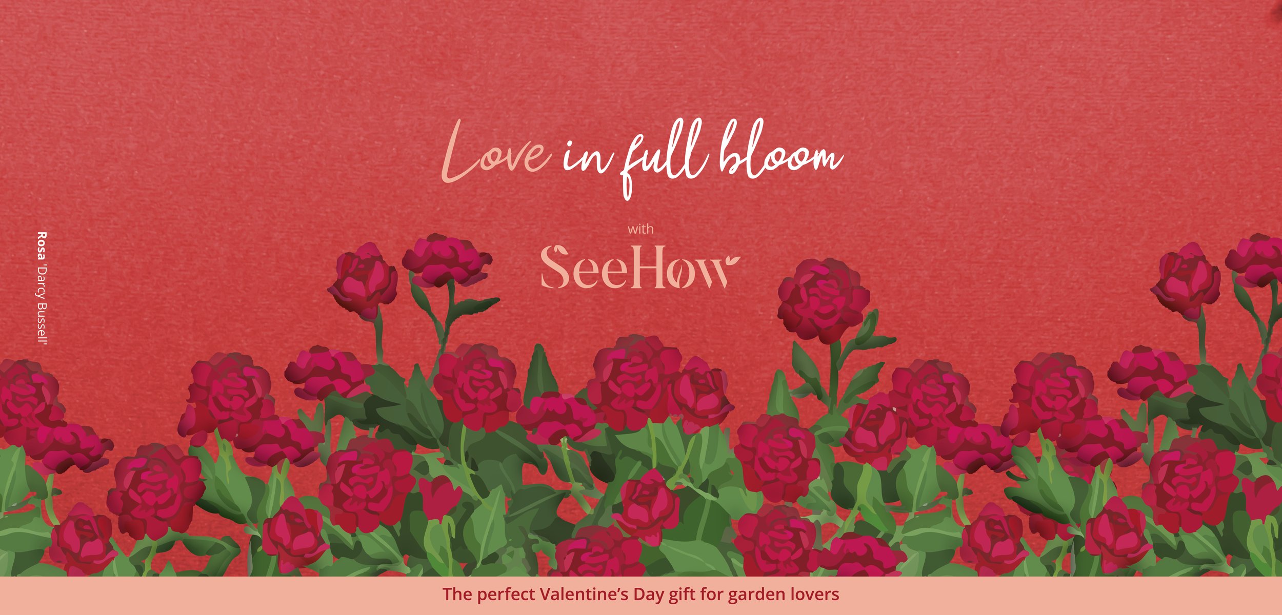 Love in full bloom - roses