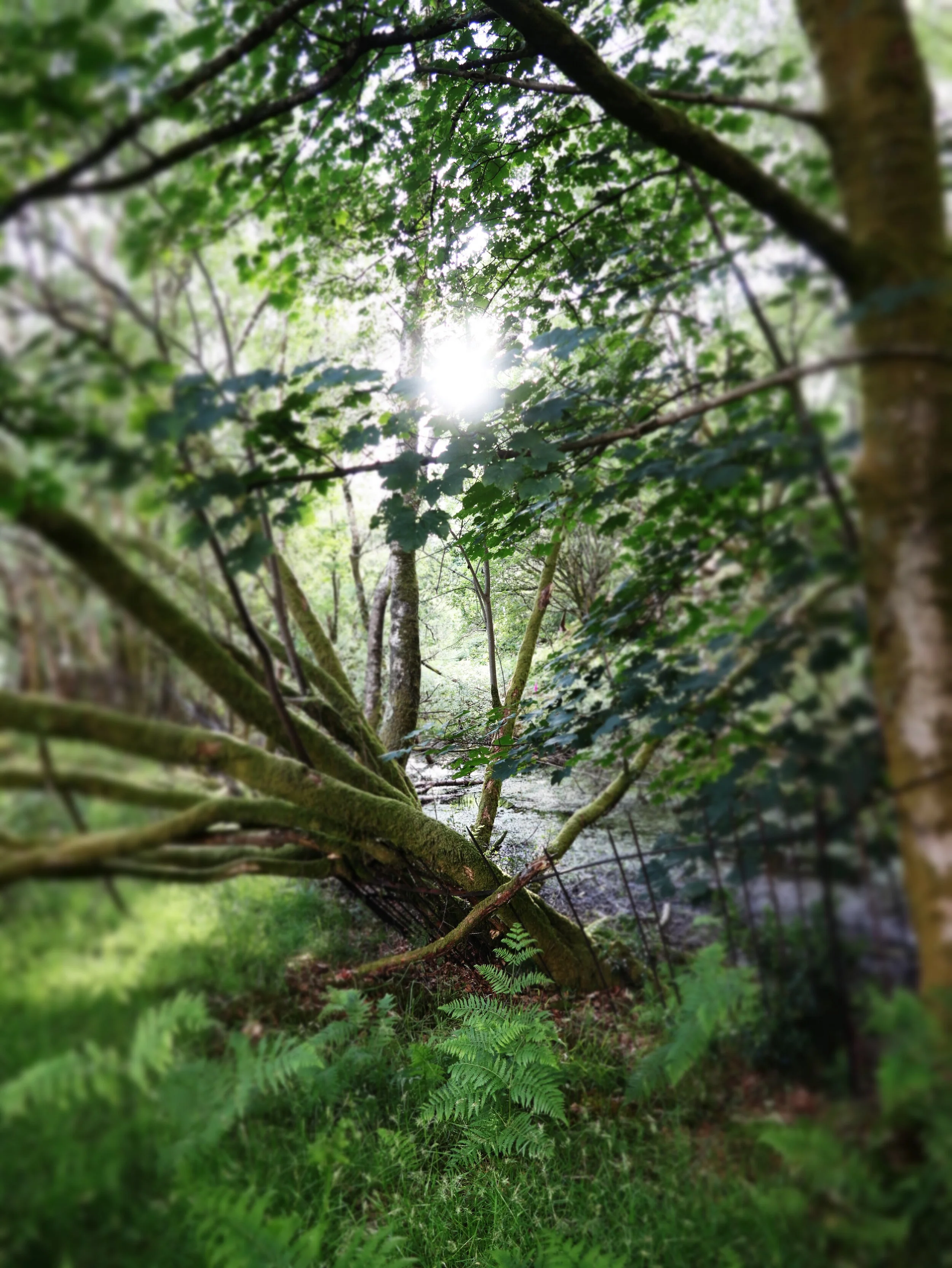 COMMONALITY by Polly Atkin