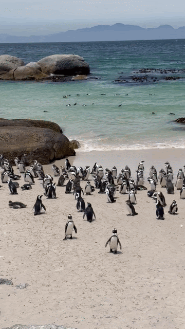  A Penguin waddling on Boulder Beach in South Africa 