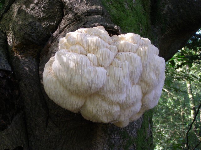 Hericium_erinaceum_on_an_old_tree_in_Shave_Wood,_New_Forest_-_geograph.org.uk_-_254892.jpg