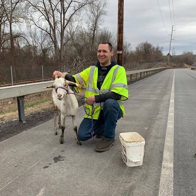 Yesterday afternoon, Maynard and Whitesboro firefighters responded to Rt 49 WB to rescue a goat 🐐 from the Marcy SUNY Parkway overpass. After Whitesboro chased the goat off the overpass, firefighter Reid from the Maynard Fire Department was able to