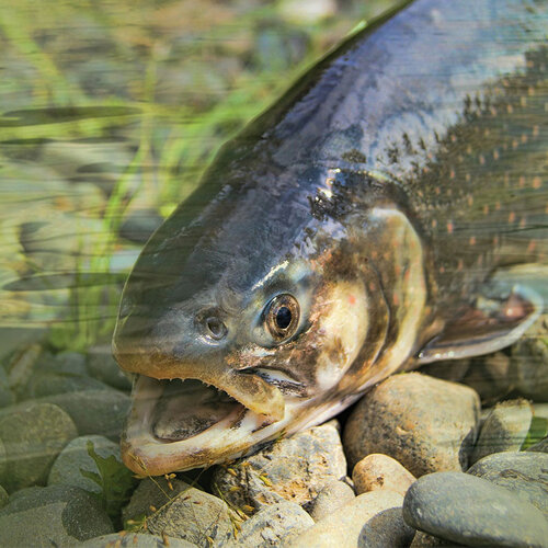 fisch.jpg