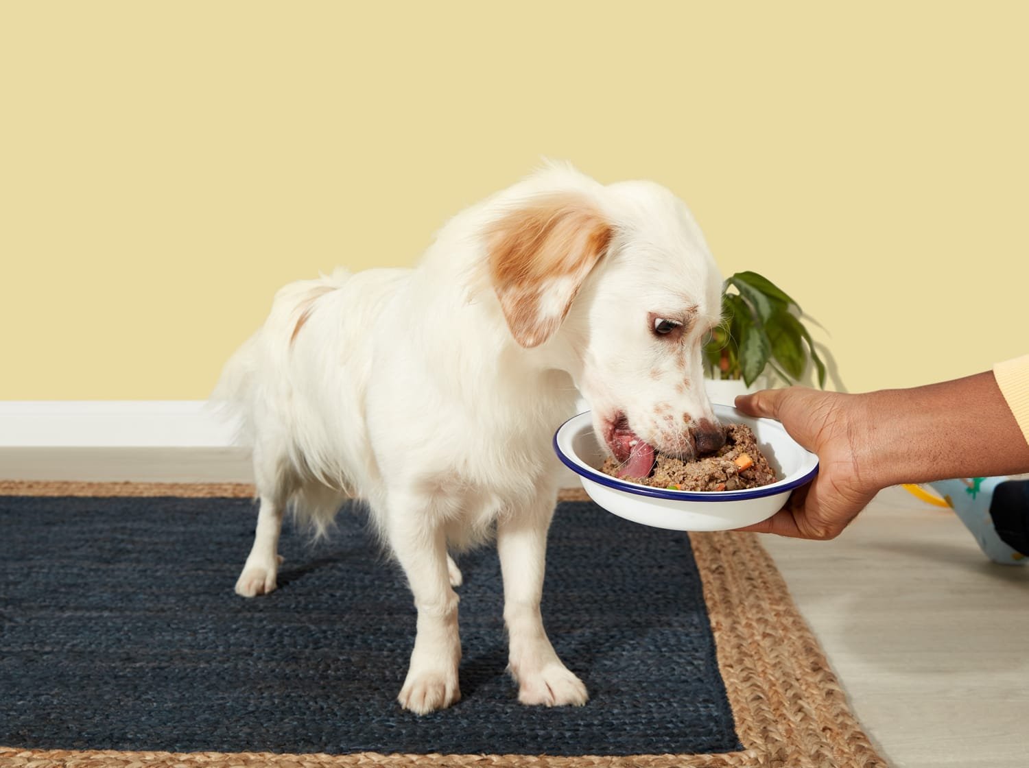 Butternut pet cheap food