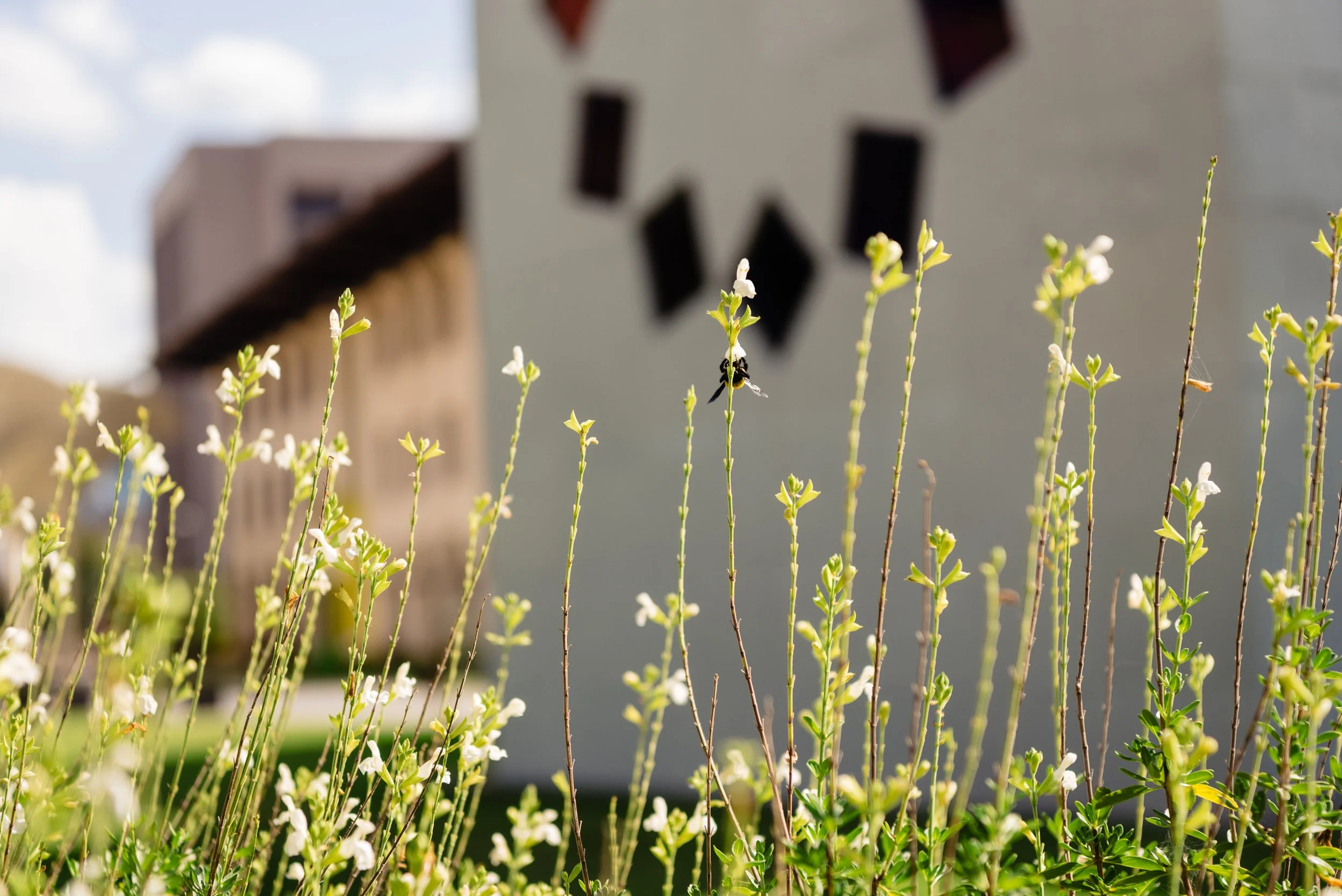 Wildflower Details Near the Ellsworth Kelly Building
