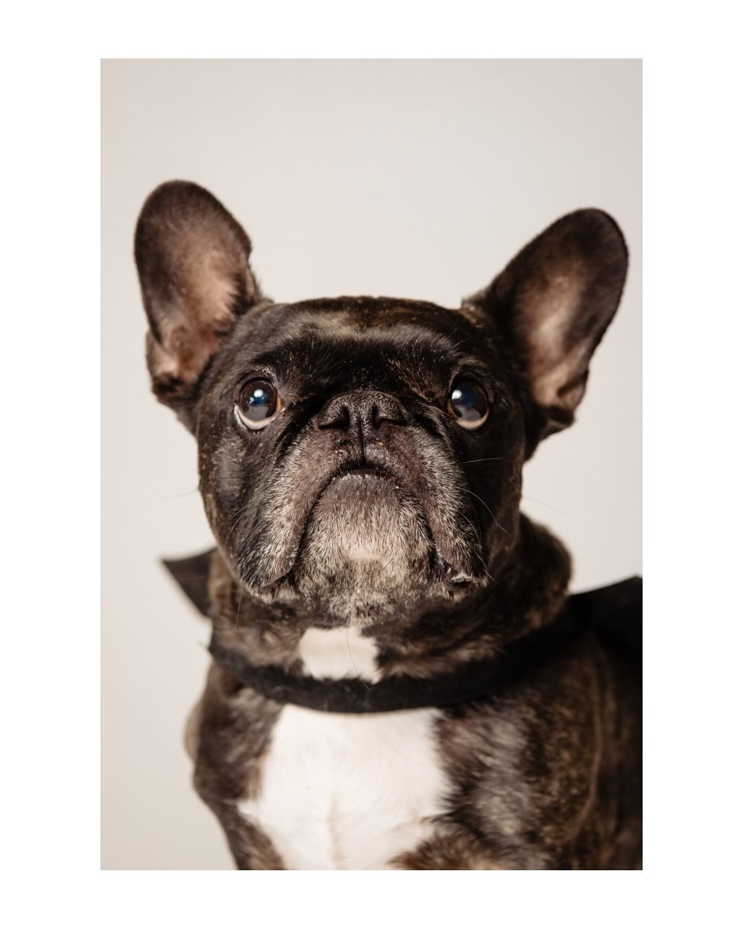 As a photographer, my passion is finding the beauty and light in every connection, and nothing speaks to my soul quite like pet photography. These furry, scaled, and feathered members of our family give us so much unconditional love, and my mission i