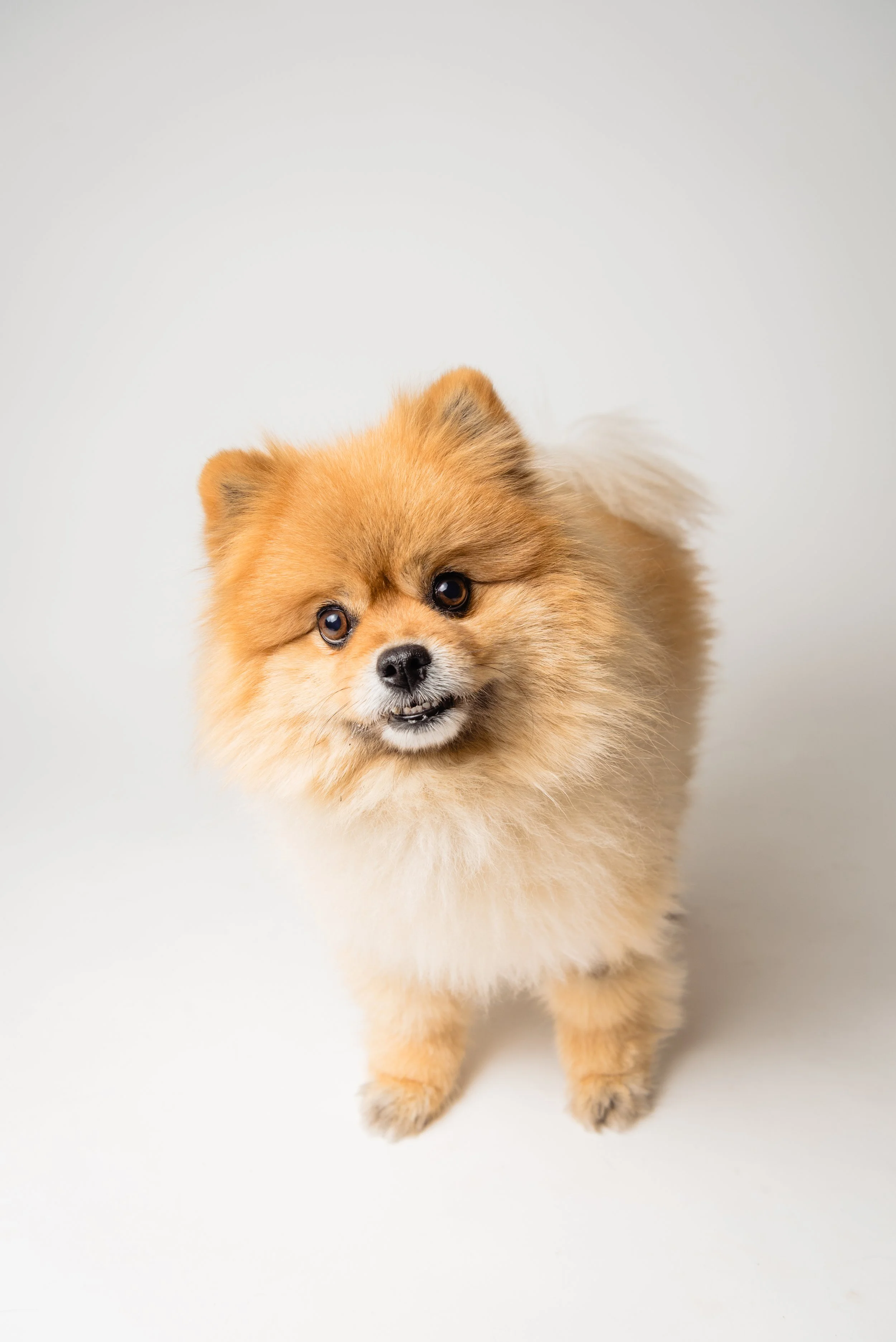  A dog friendly Austin photographer takes the time to get the best moments 