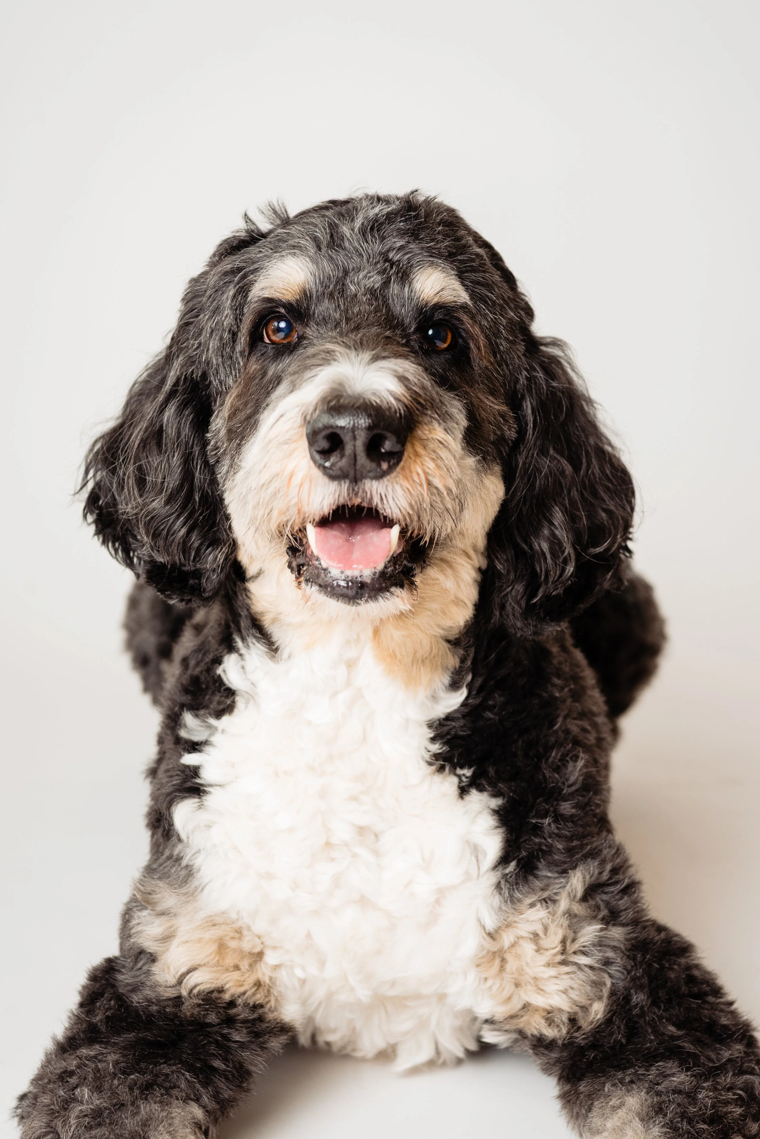 Dog friendly Austin wedding photographer snaps a cute portrait 