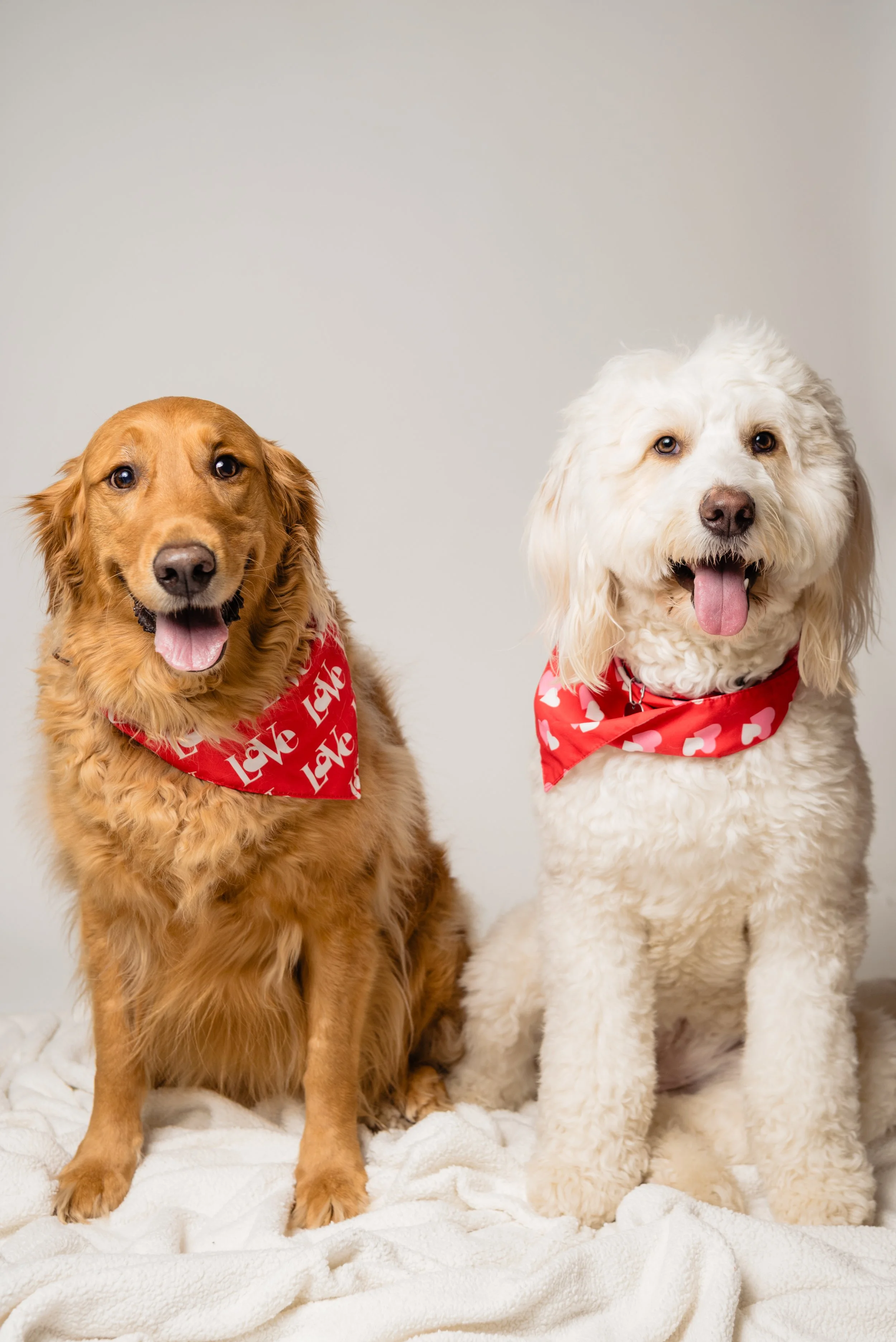  The cutest dog duo portrait by a dog friendly Austin wedding photographer 