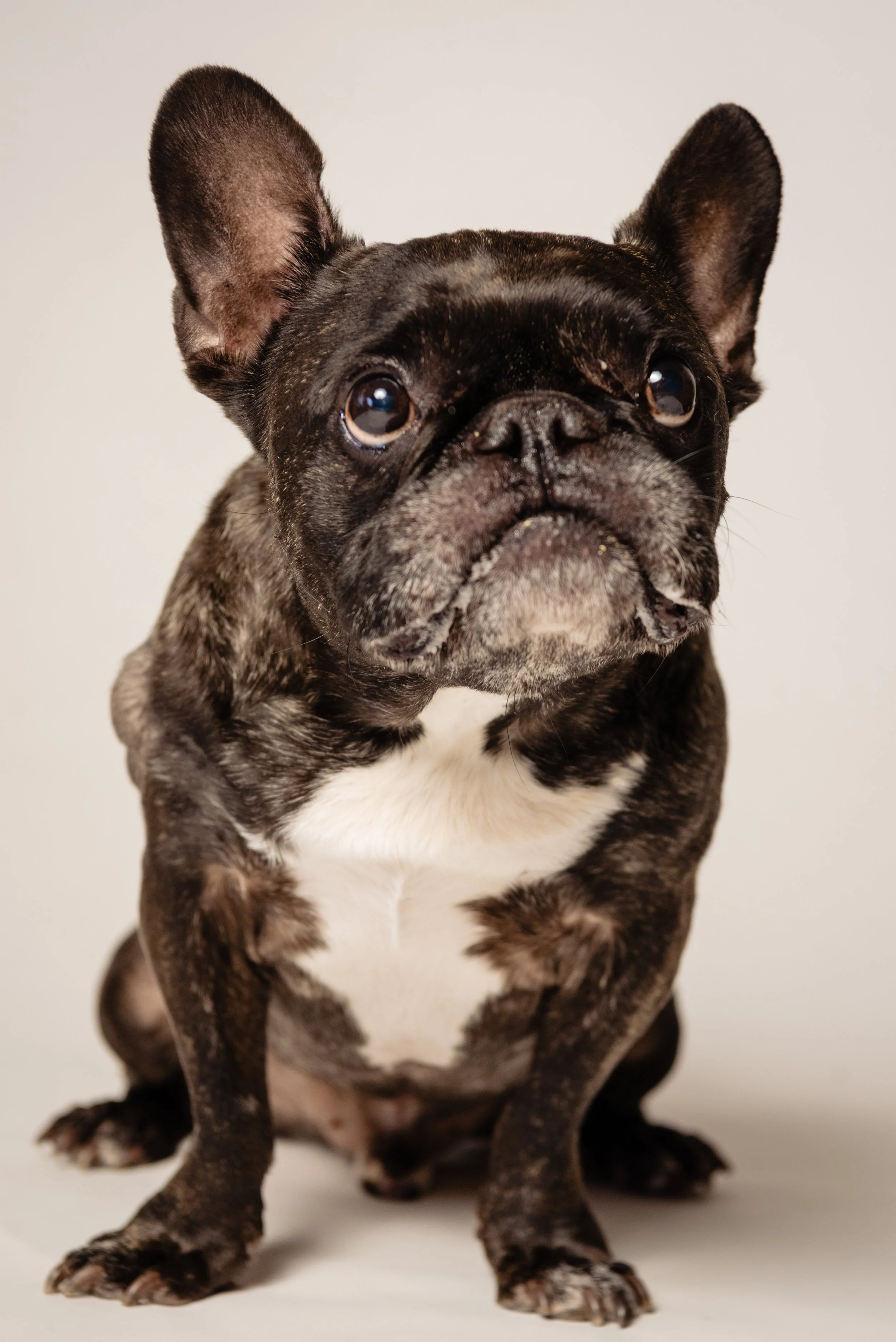  Austin wedding photographer captures adorable dog friendly moment 