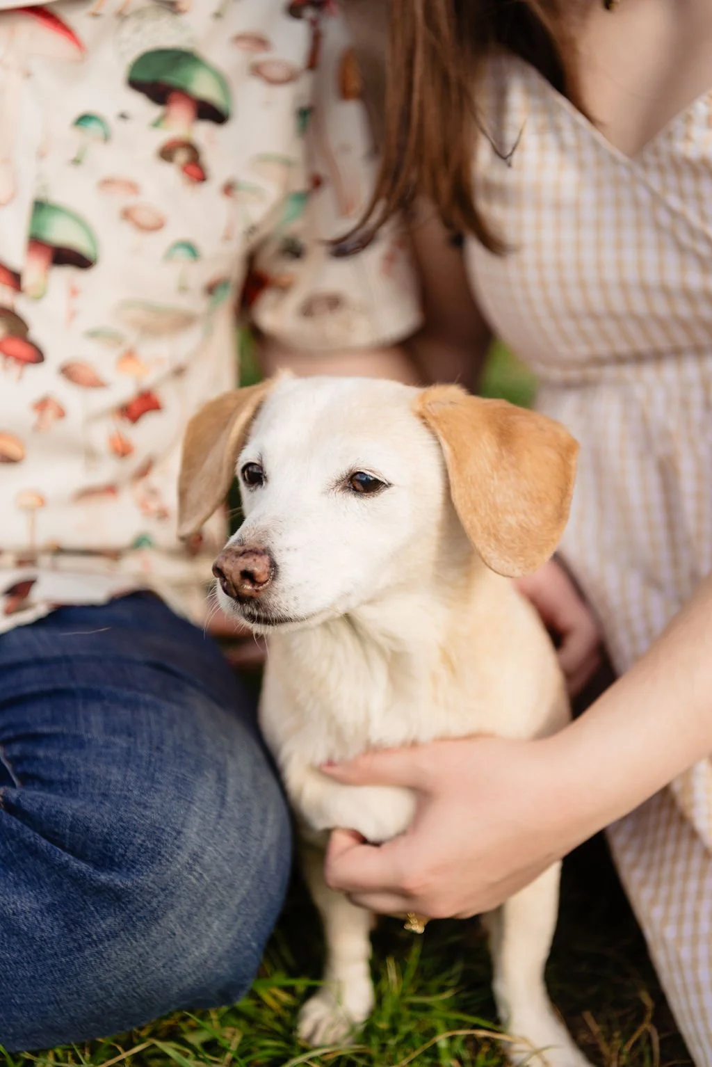  Detailed portrait of dog 