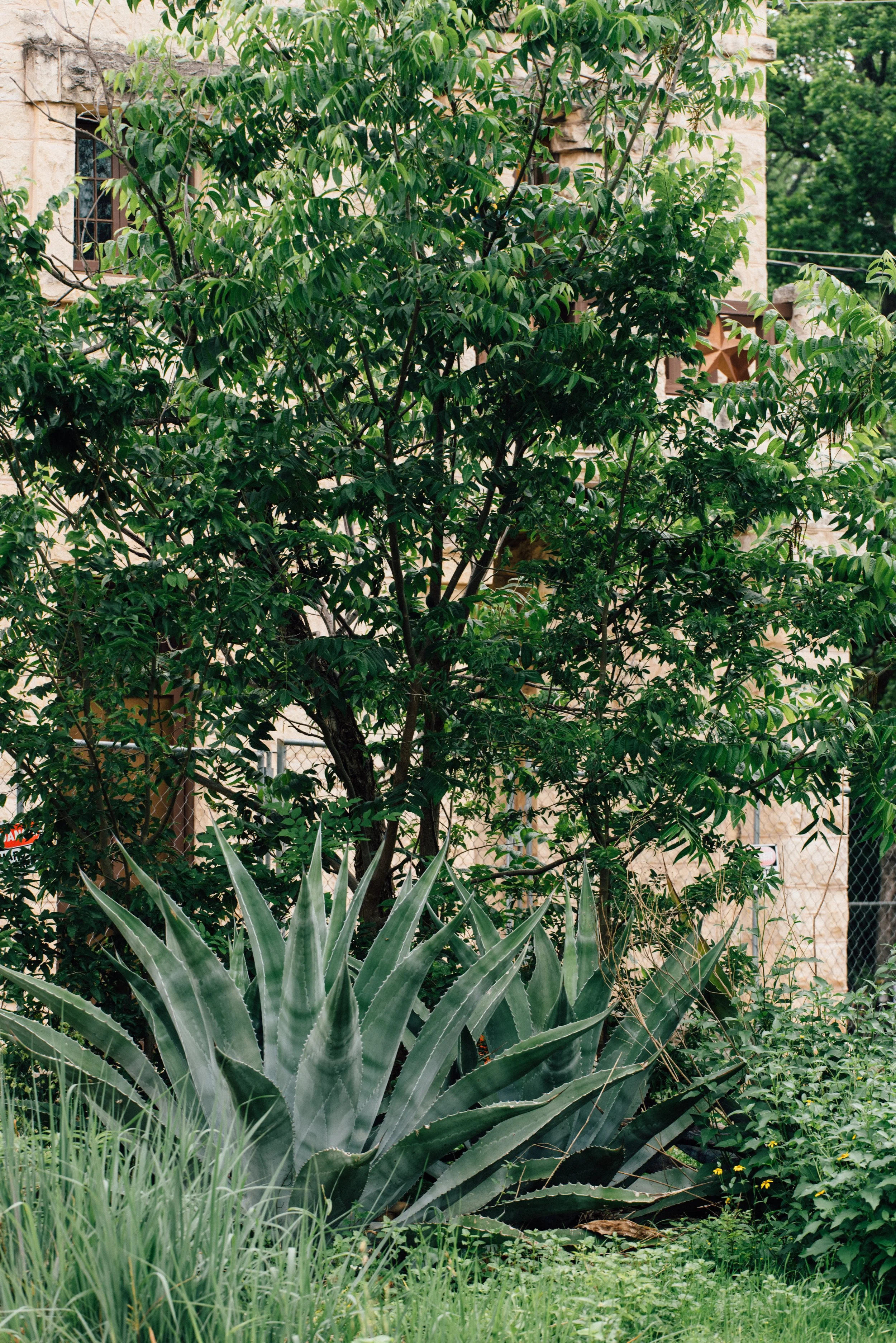  Elisabet Ney front yard area with native Texas plants 