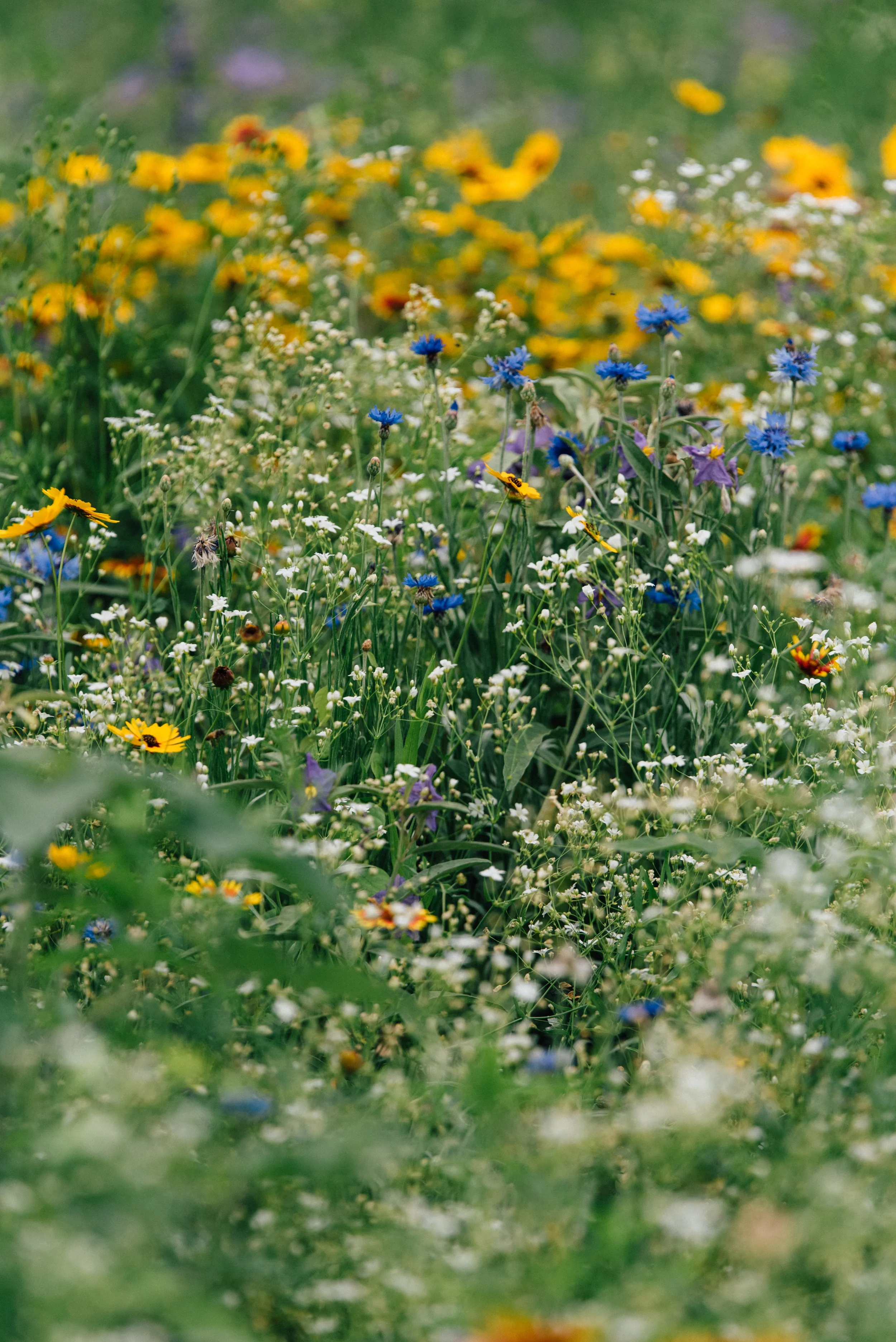 Texas wildflowers blooming in the spring 