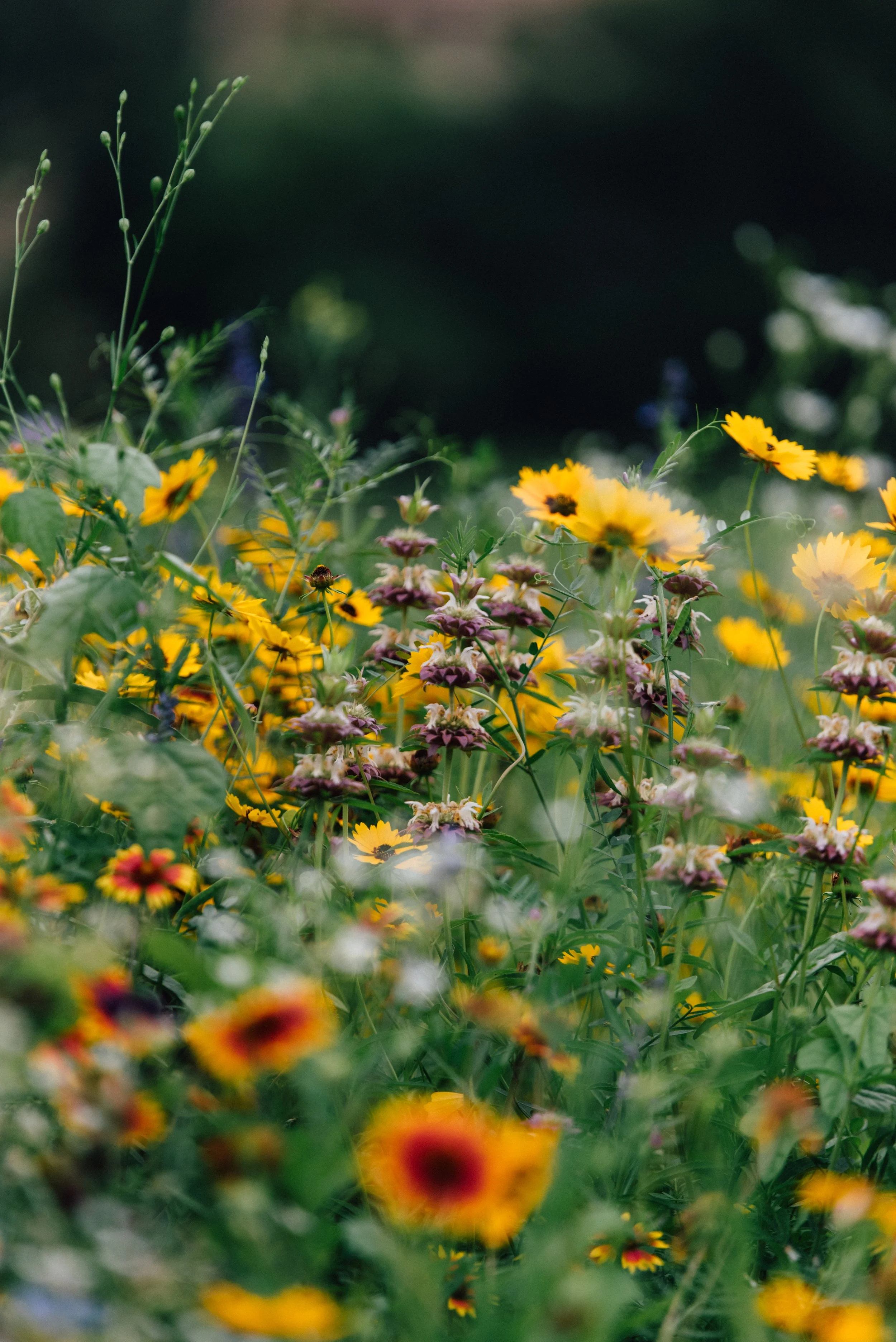  Texas wildflowers in the spring, say no more 