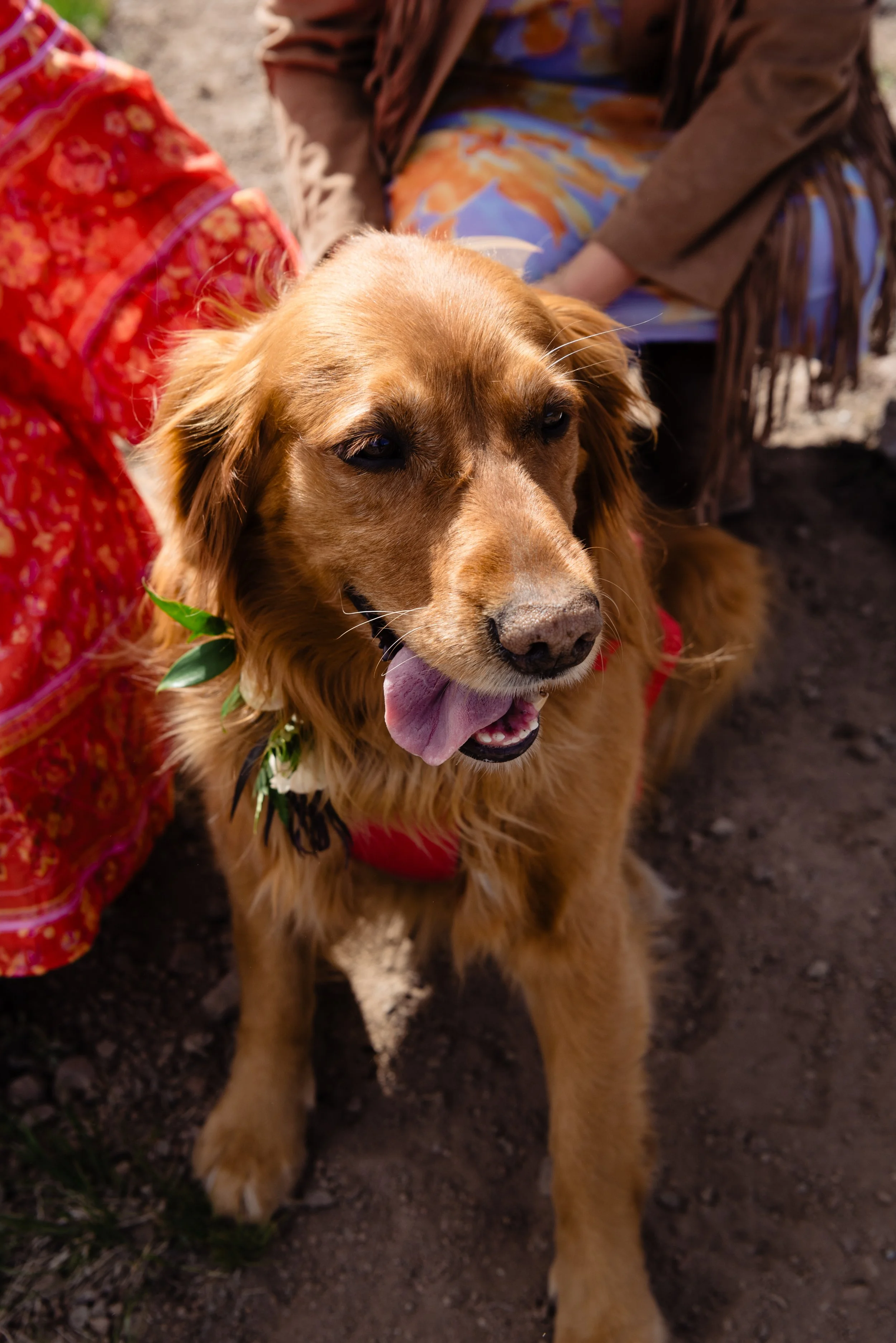  Avalanche rescue dog posing on a special day 