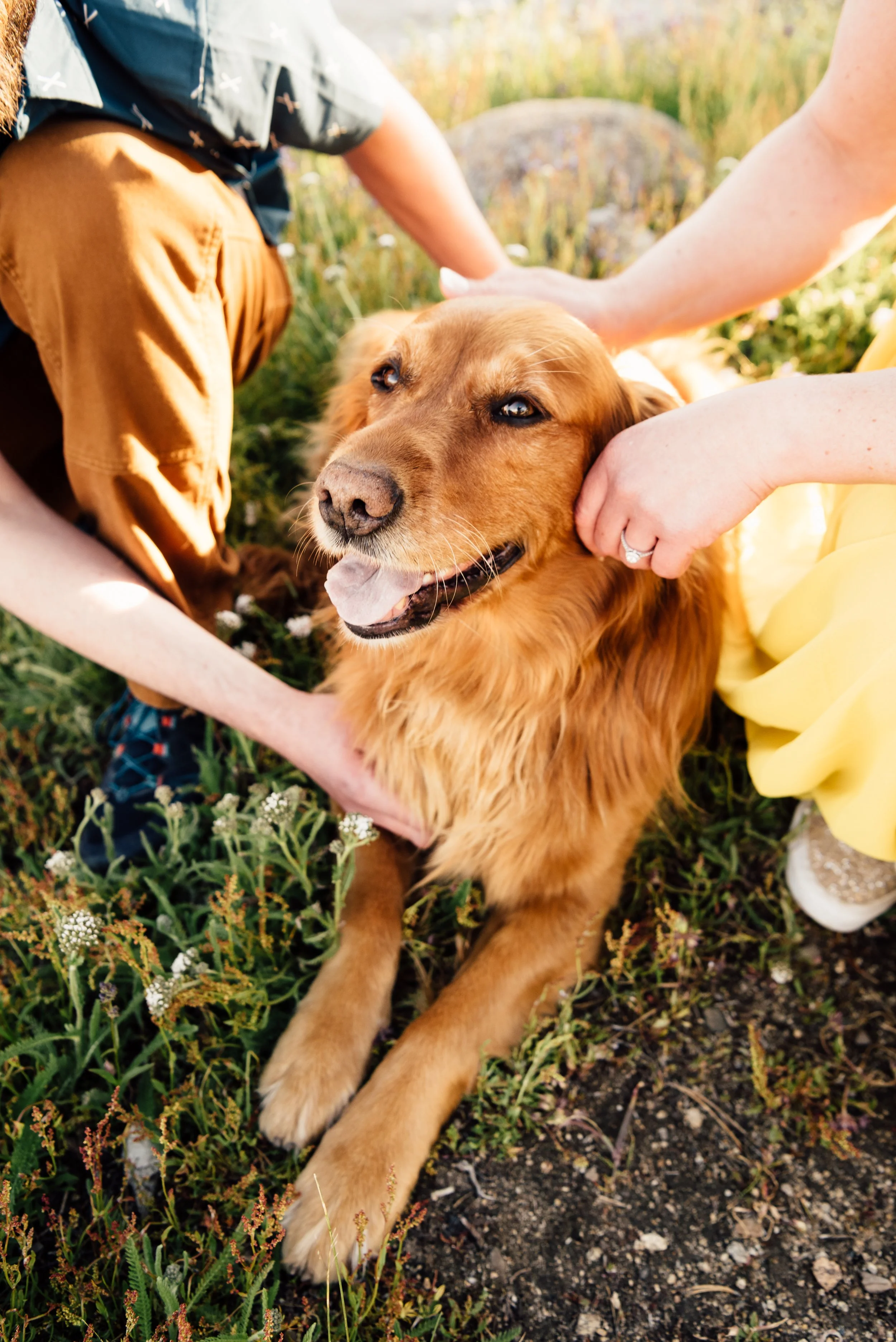  Gorgeous golden retriever posing 