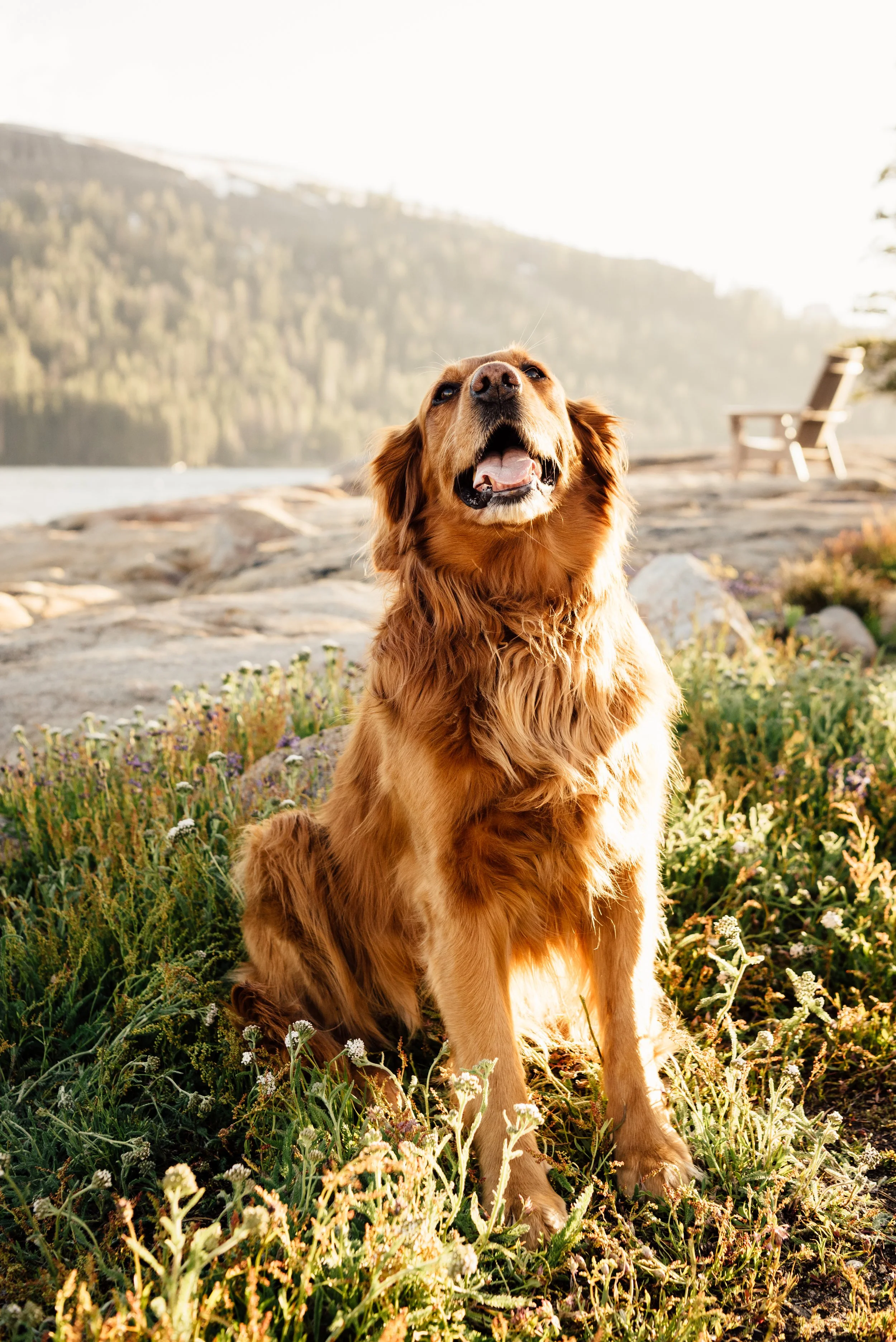  The most gorgeous dog 