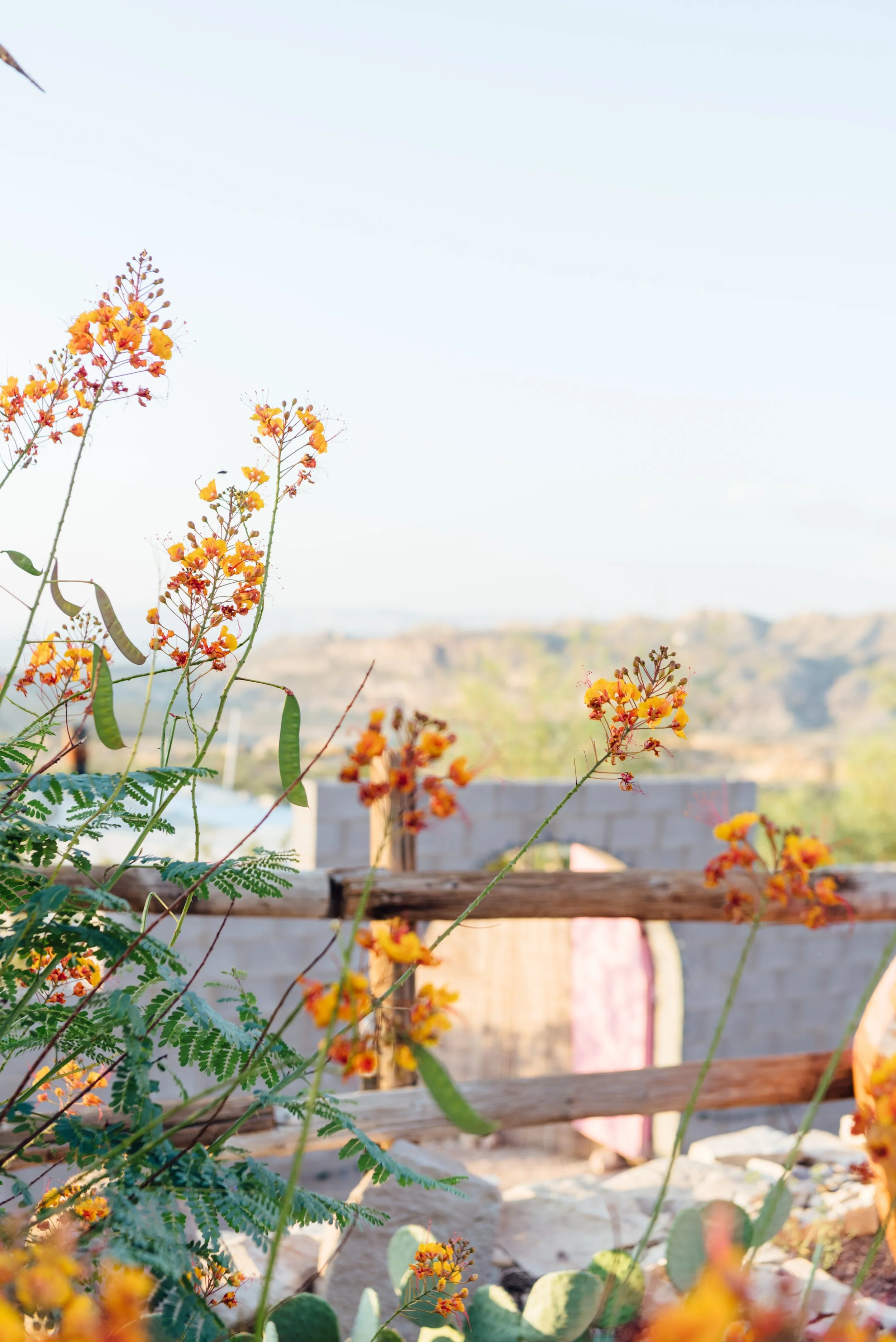  Horticulture in Texas 