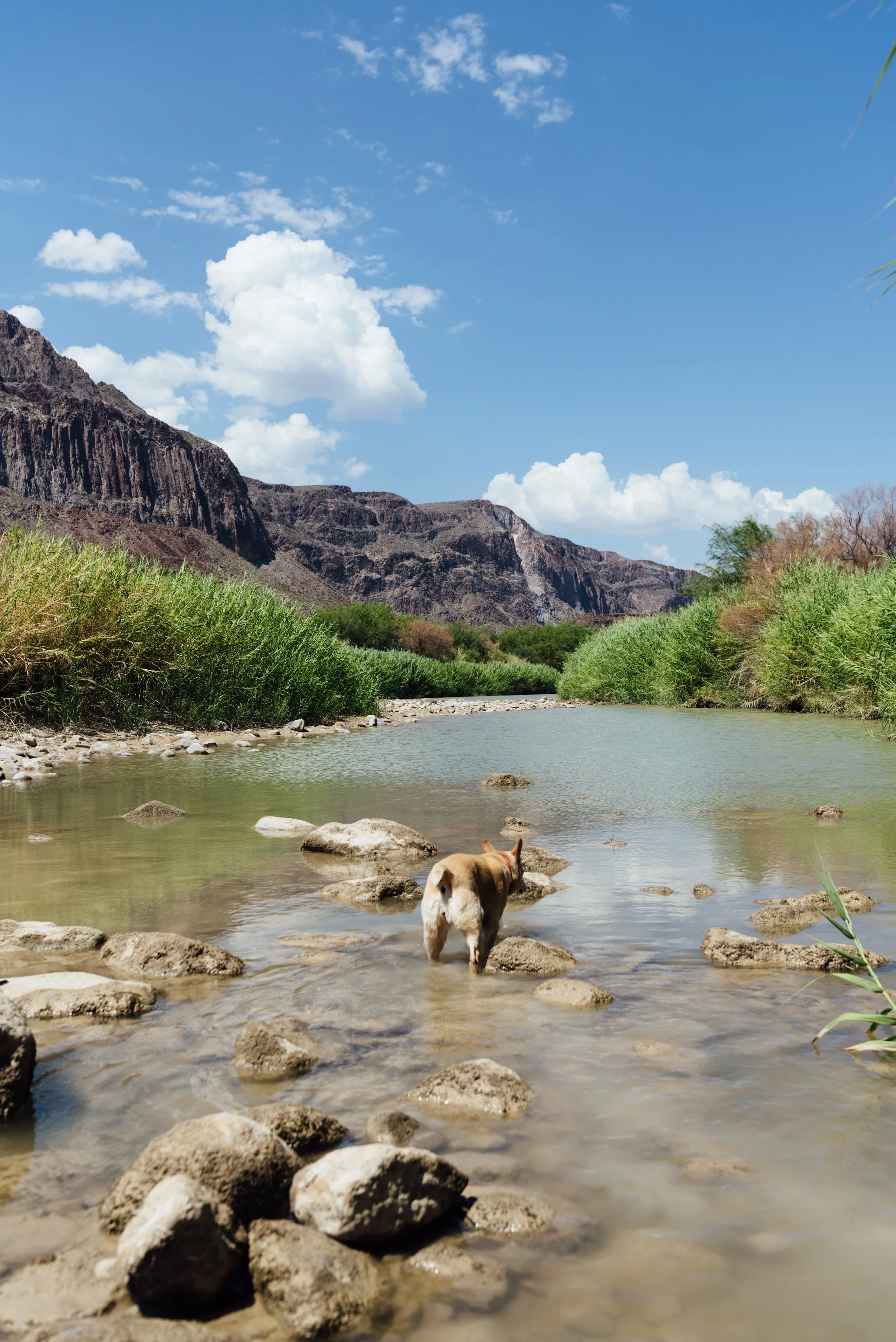  Dog in river near Terlingua 