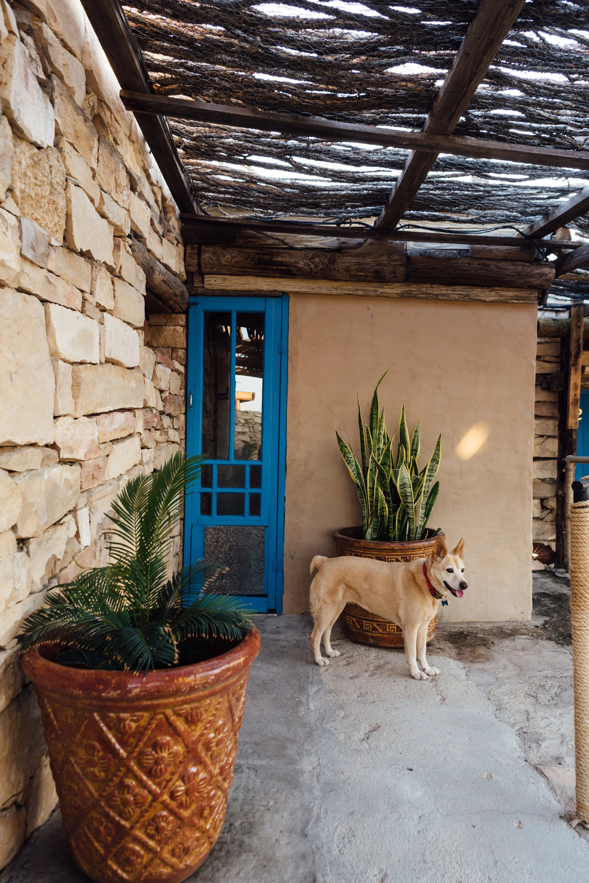  Dog in Terlingua 
