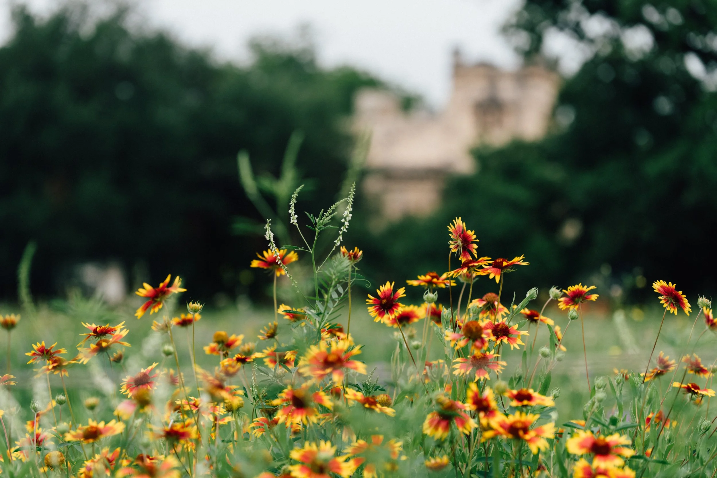 Spring wildflowers at the Elisabet Ney Museum in Austin