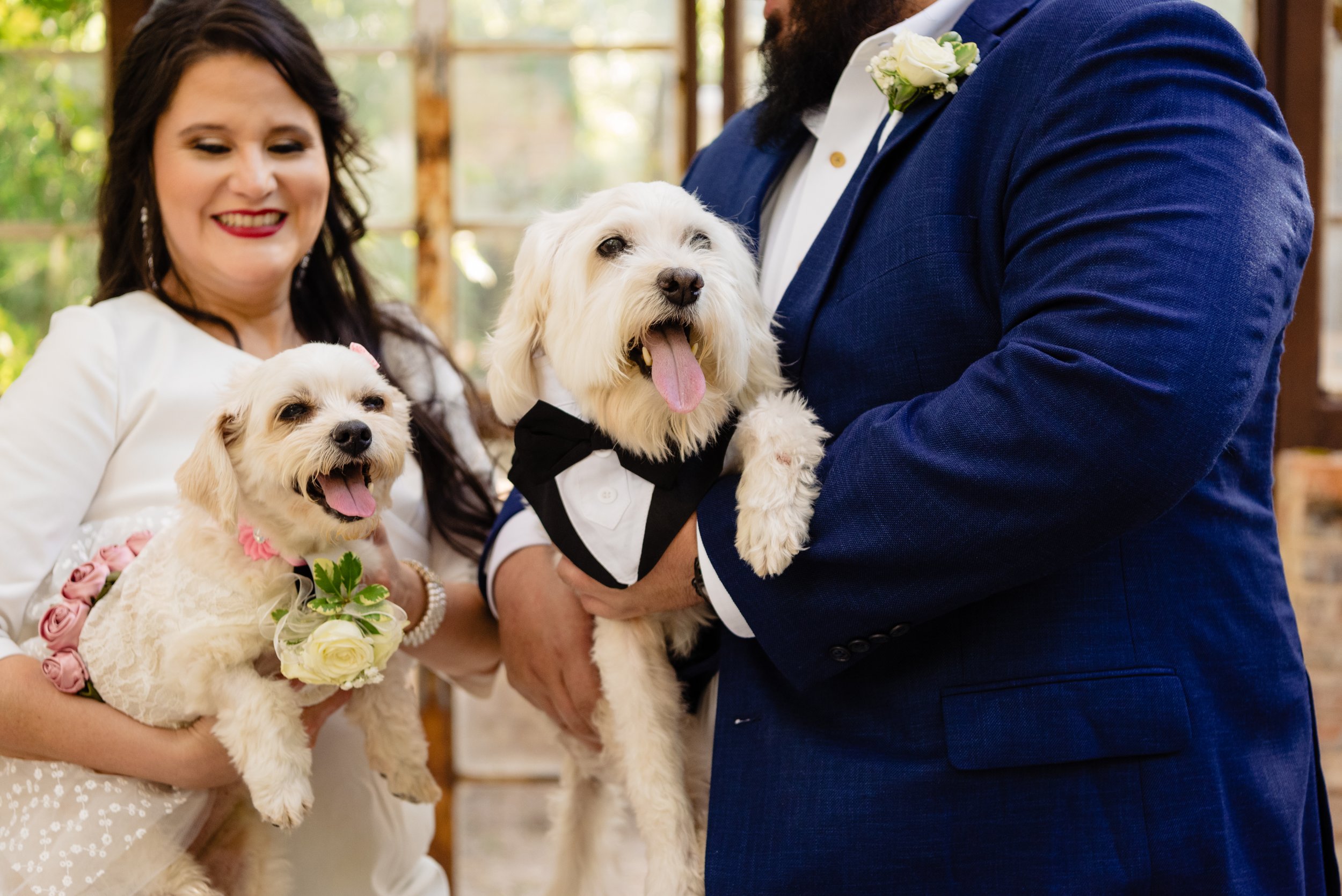 Dogs on wedding day in Austin