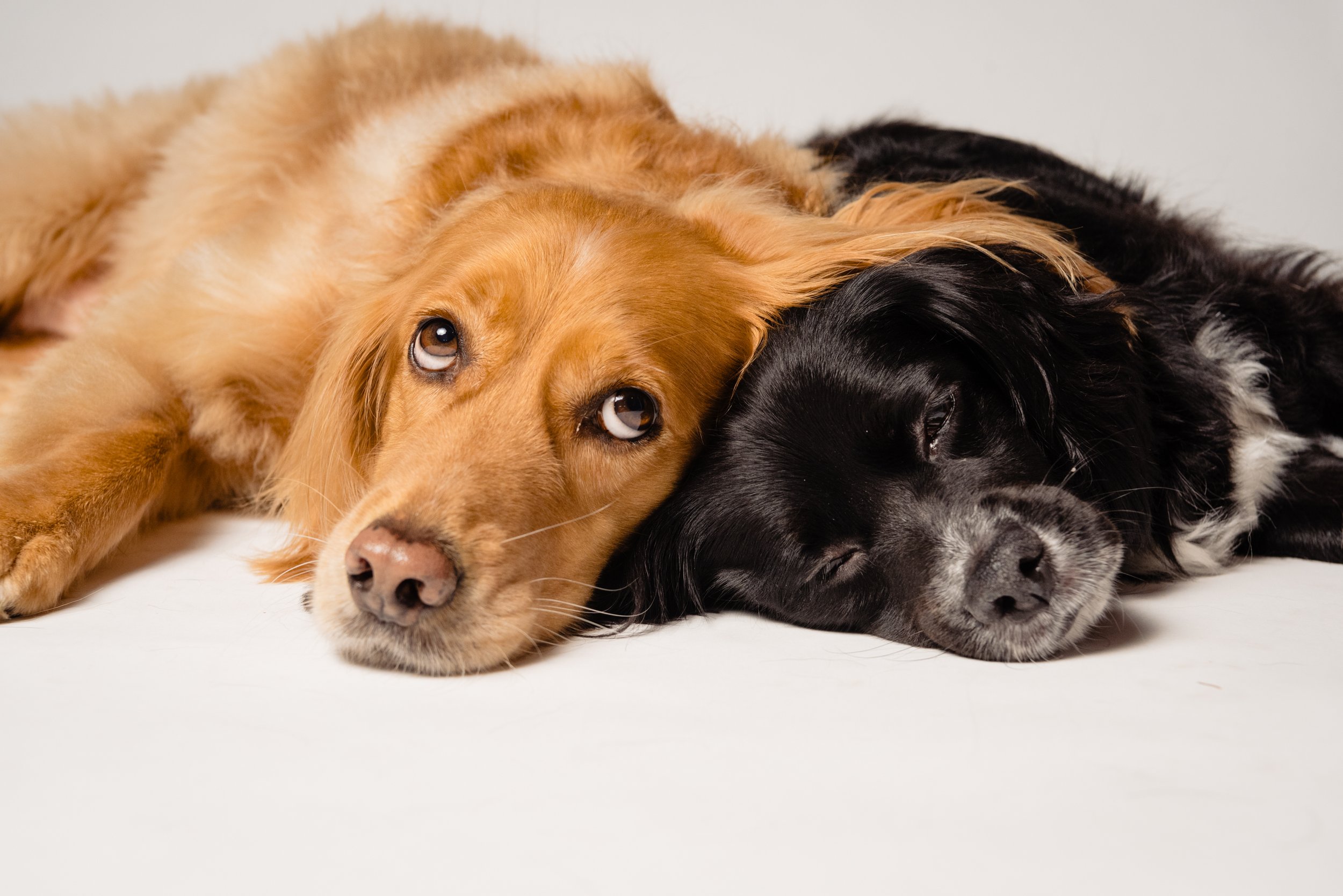 Duo of the sweetest dogs