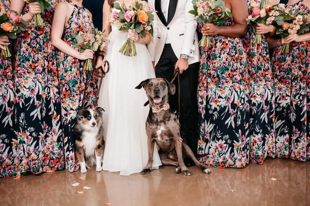 bridal party with dogs
