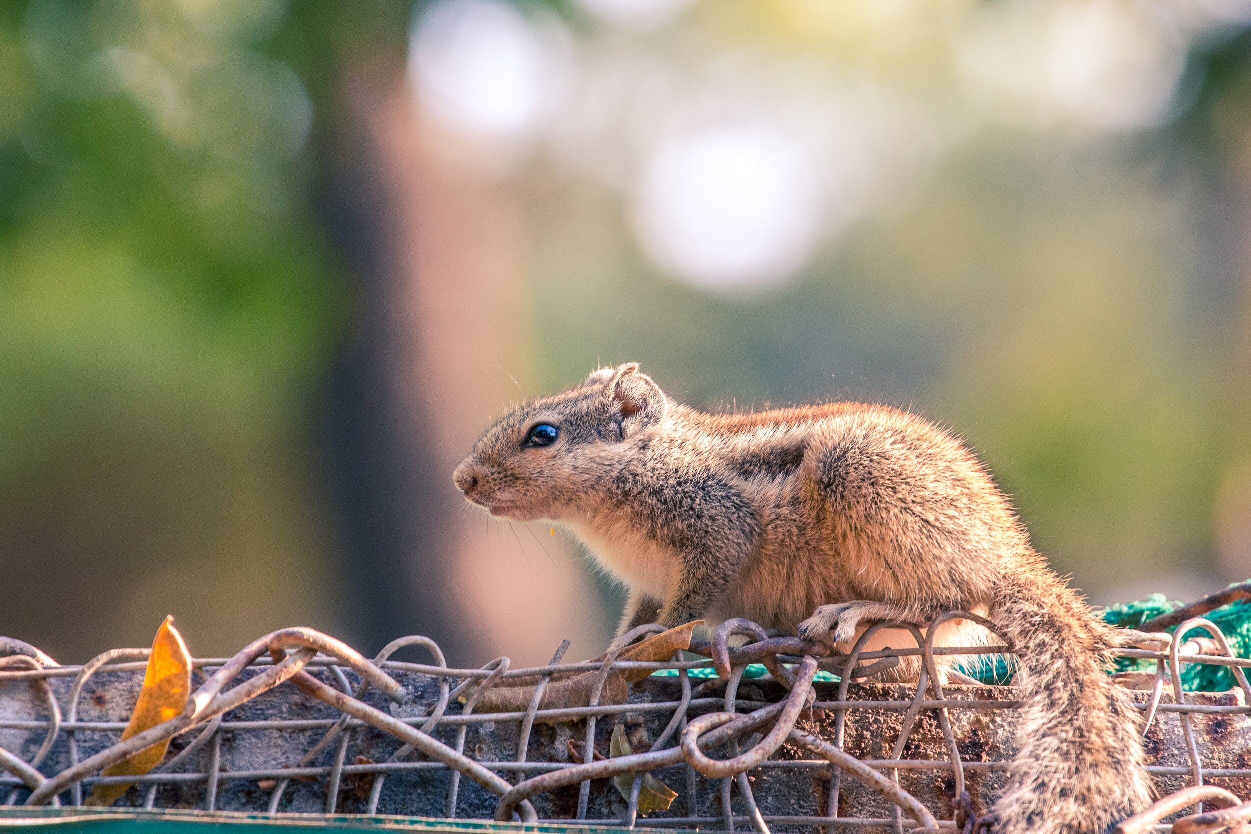 How to get rid of Squirrels in your attic the RIGHT way. 