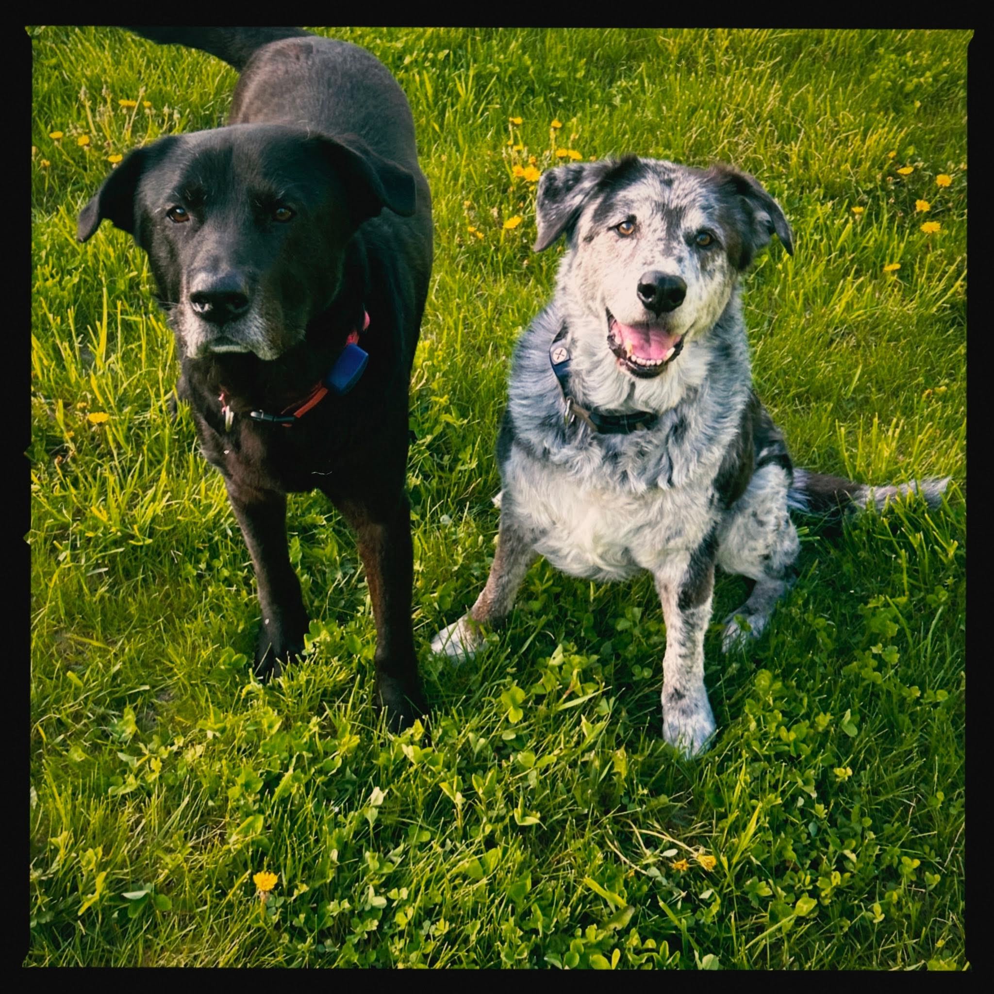 Dogs.jpeg
