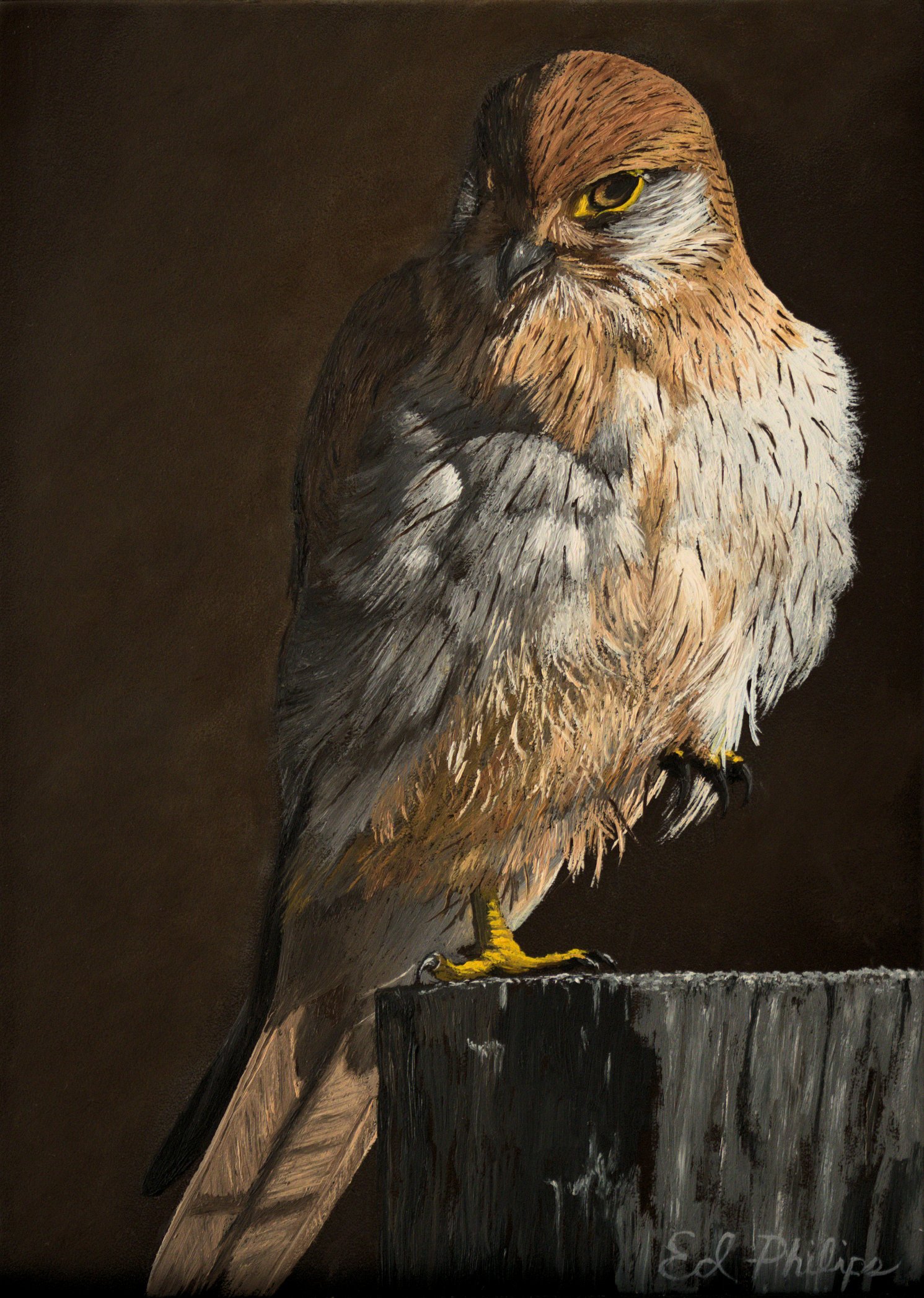 Hawk.jpg
