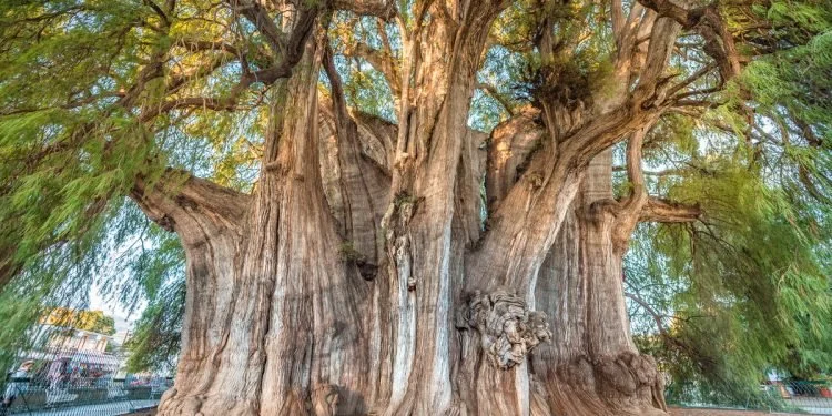 El-Tule-Tree-Oaxaca-NBS-750x375.jpg