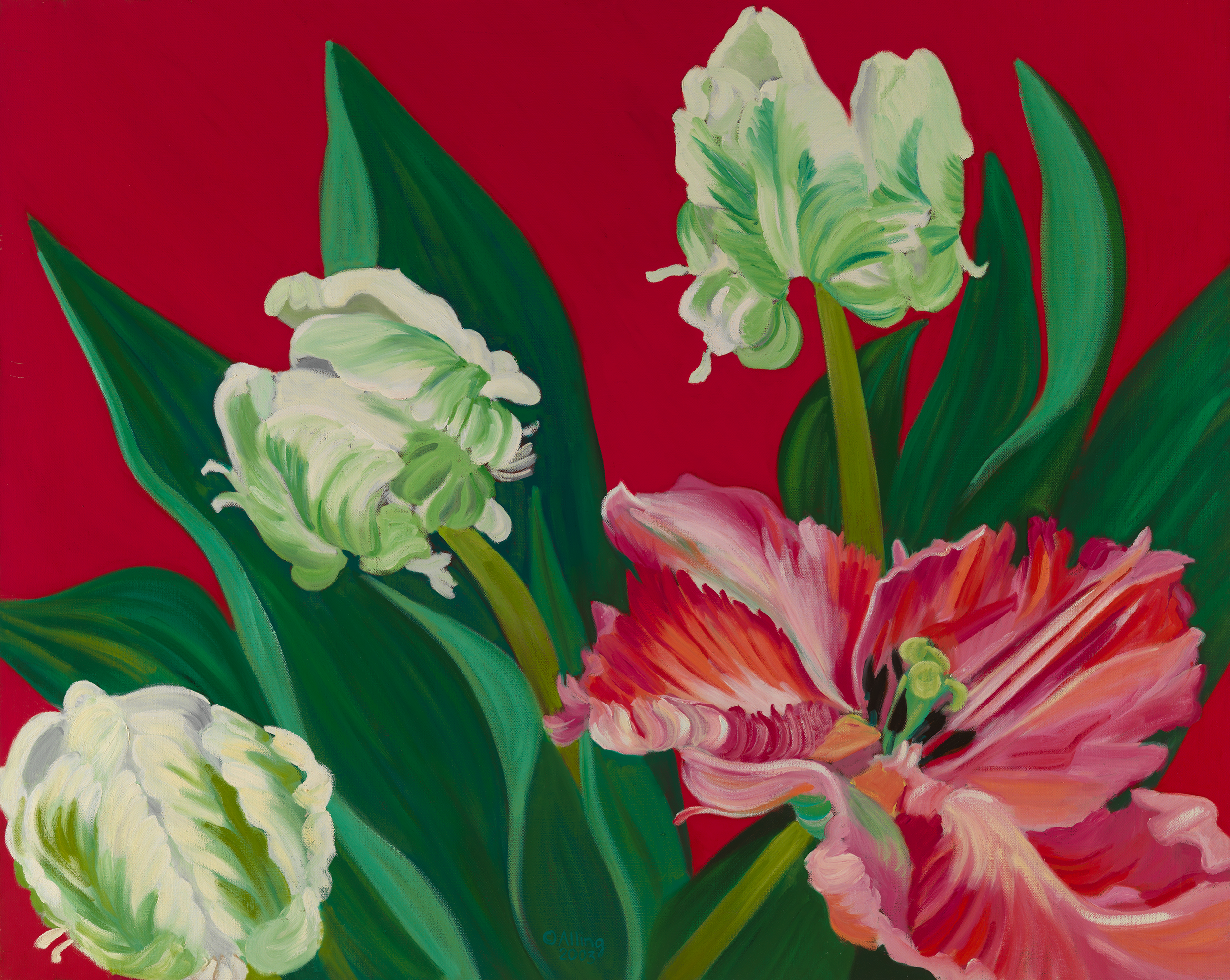 Red-Backed-Parrot-Tulips.png