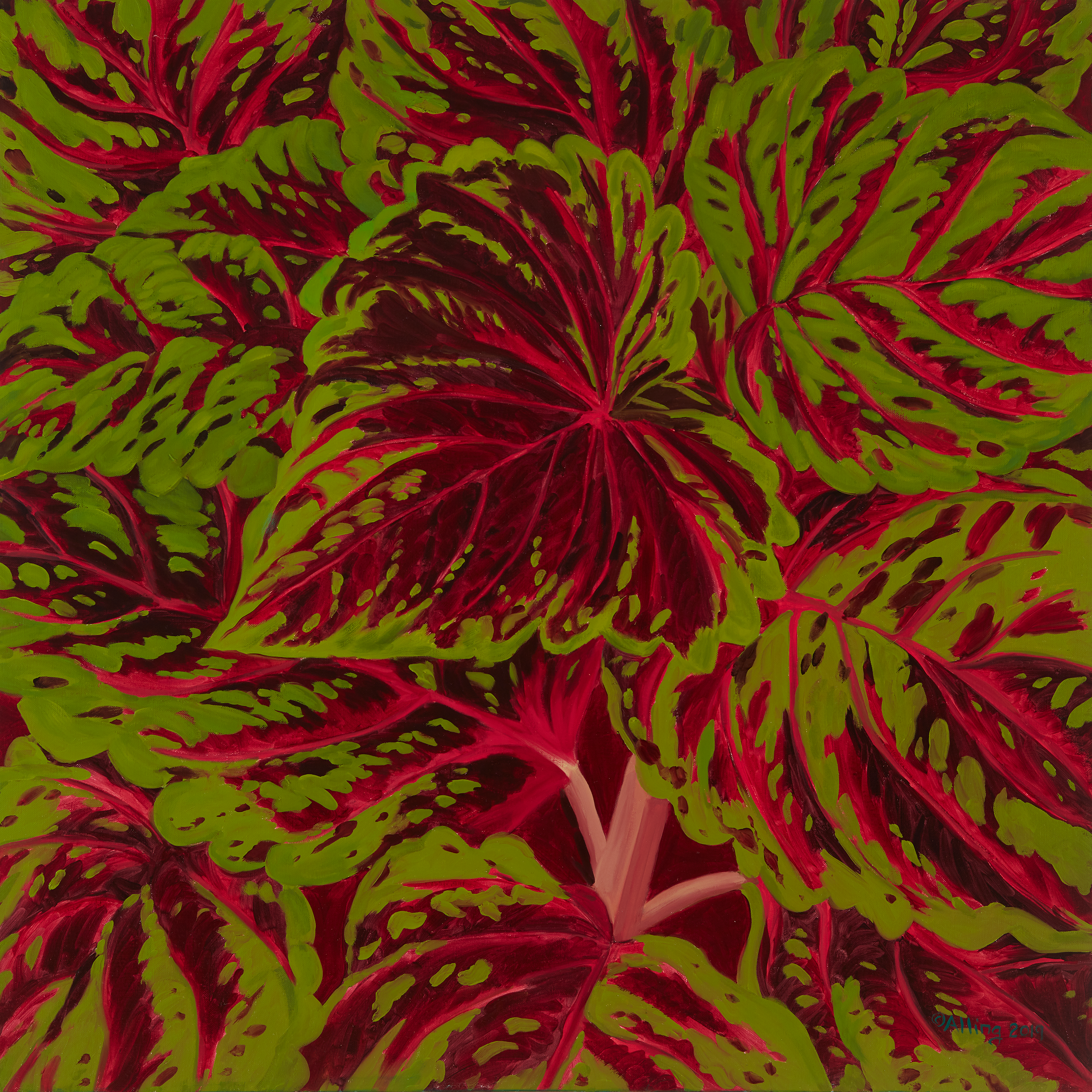 JA-Coleus-M.png