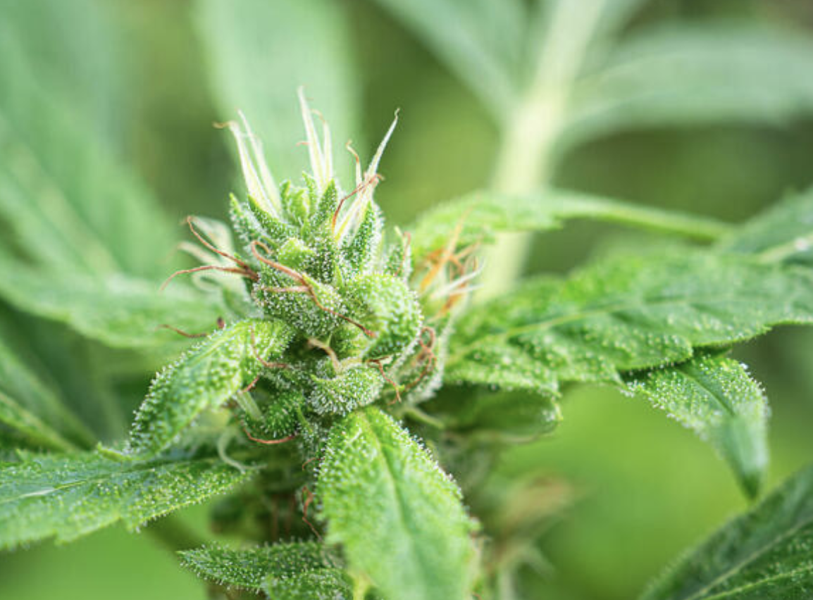 Screenshot 2025-11-13 at 2.39.46 PM.png