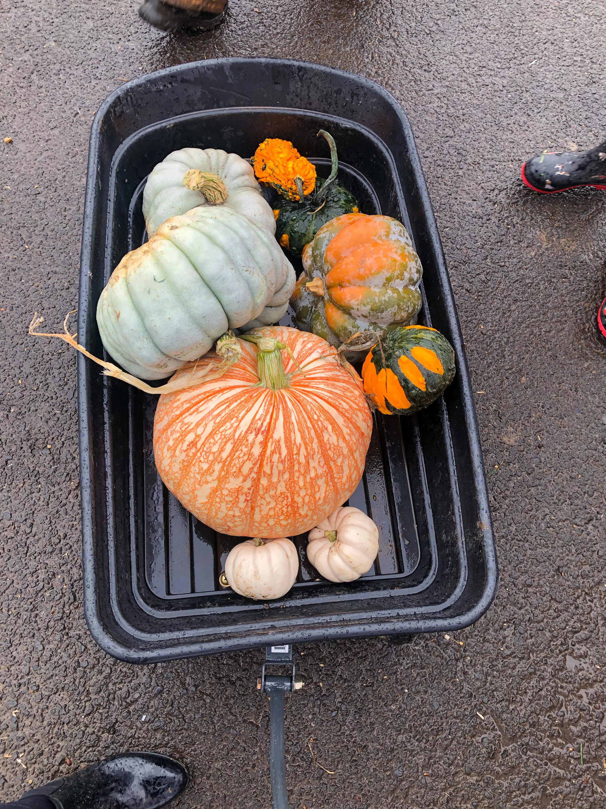 Portland, Oregon Pumpkin Patches 