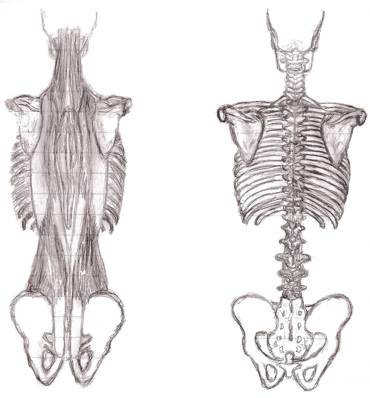 form study (skeleton) 1.jpeg