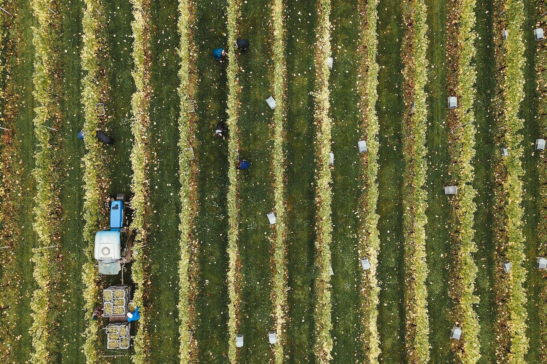 BALFOUR WINERY FROM TOP.jpeg