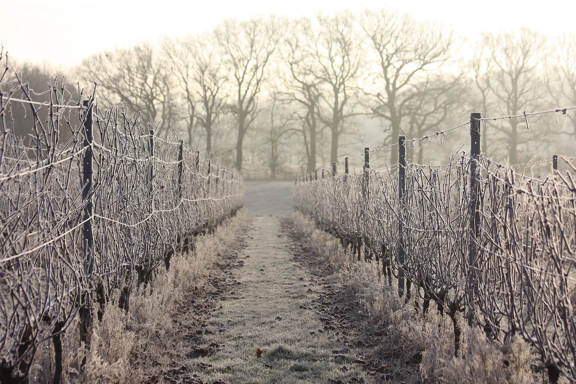 BALFOUR  IN WINTER.jpeg