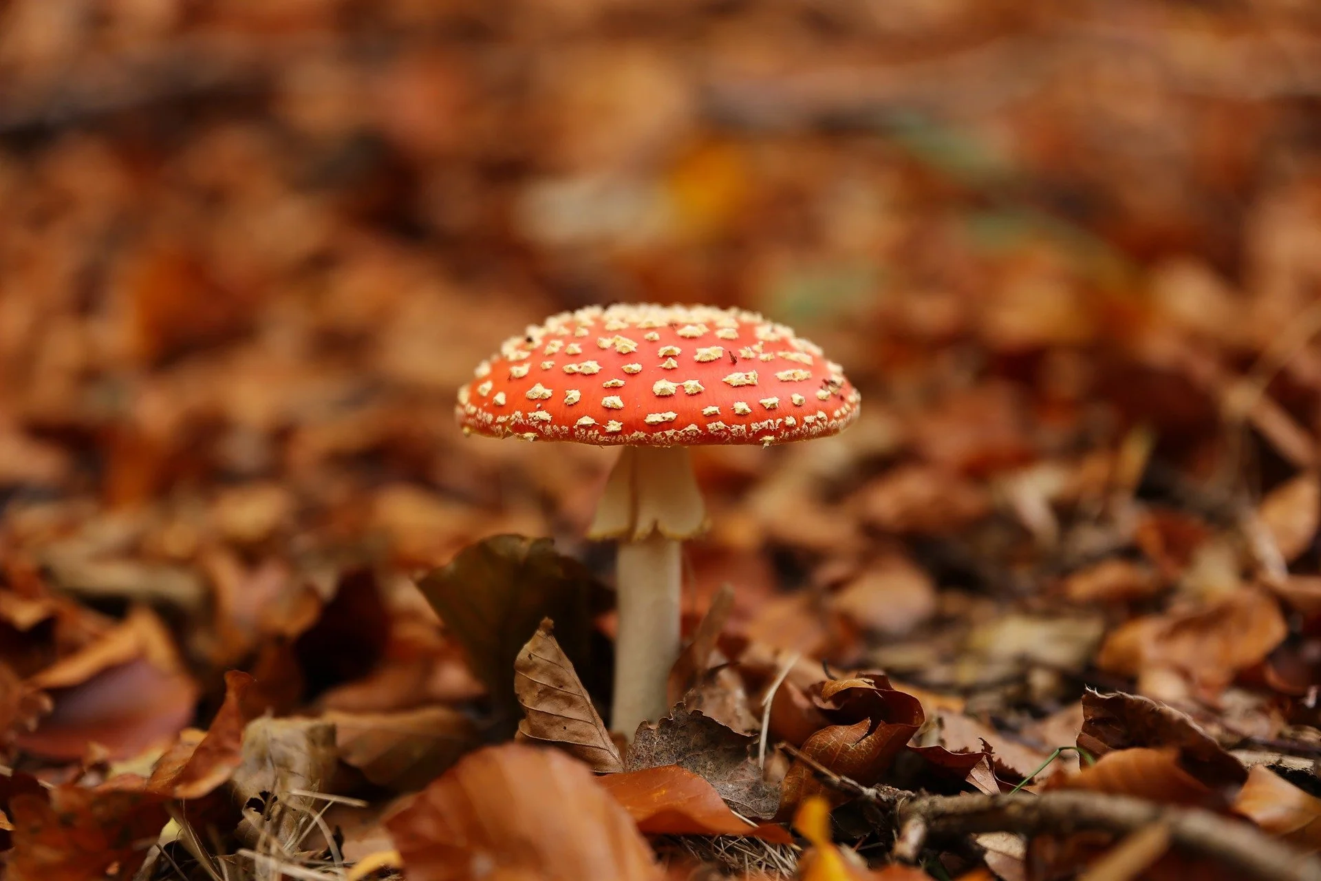BALFOUR MUSHROOM.jpeg